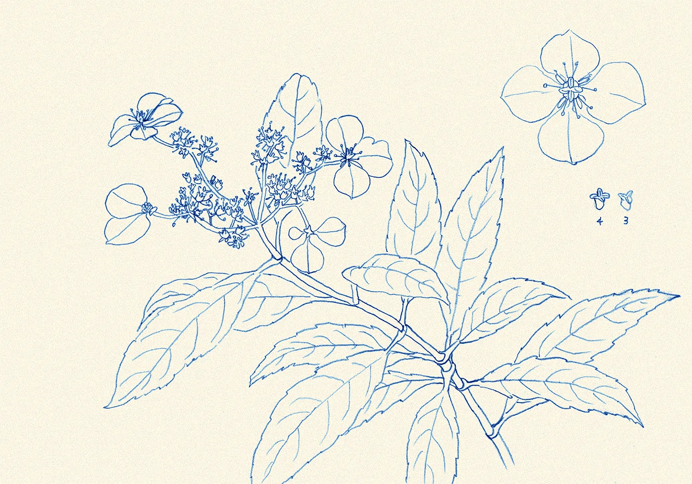 スケッチ: 温室の植物 ヤエヤマコンテリギ｜watayanagi