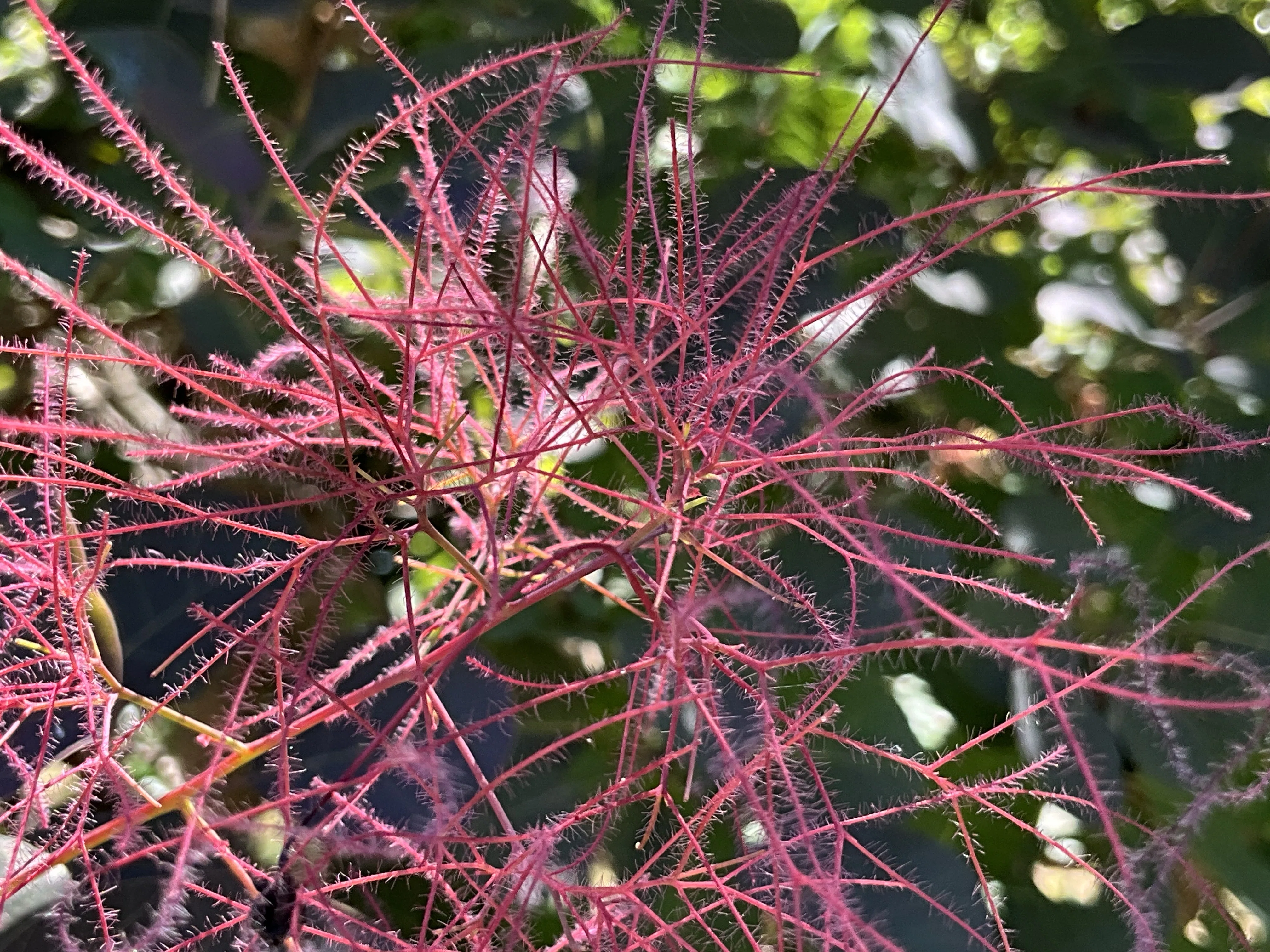 スモークツリー（京都府立植物園）：2026年5月31日（日）｜藤井秀昭