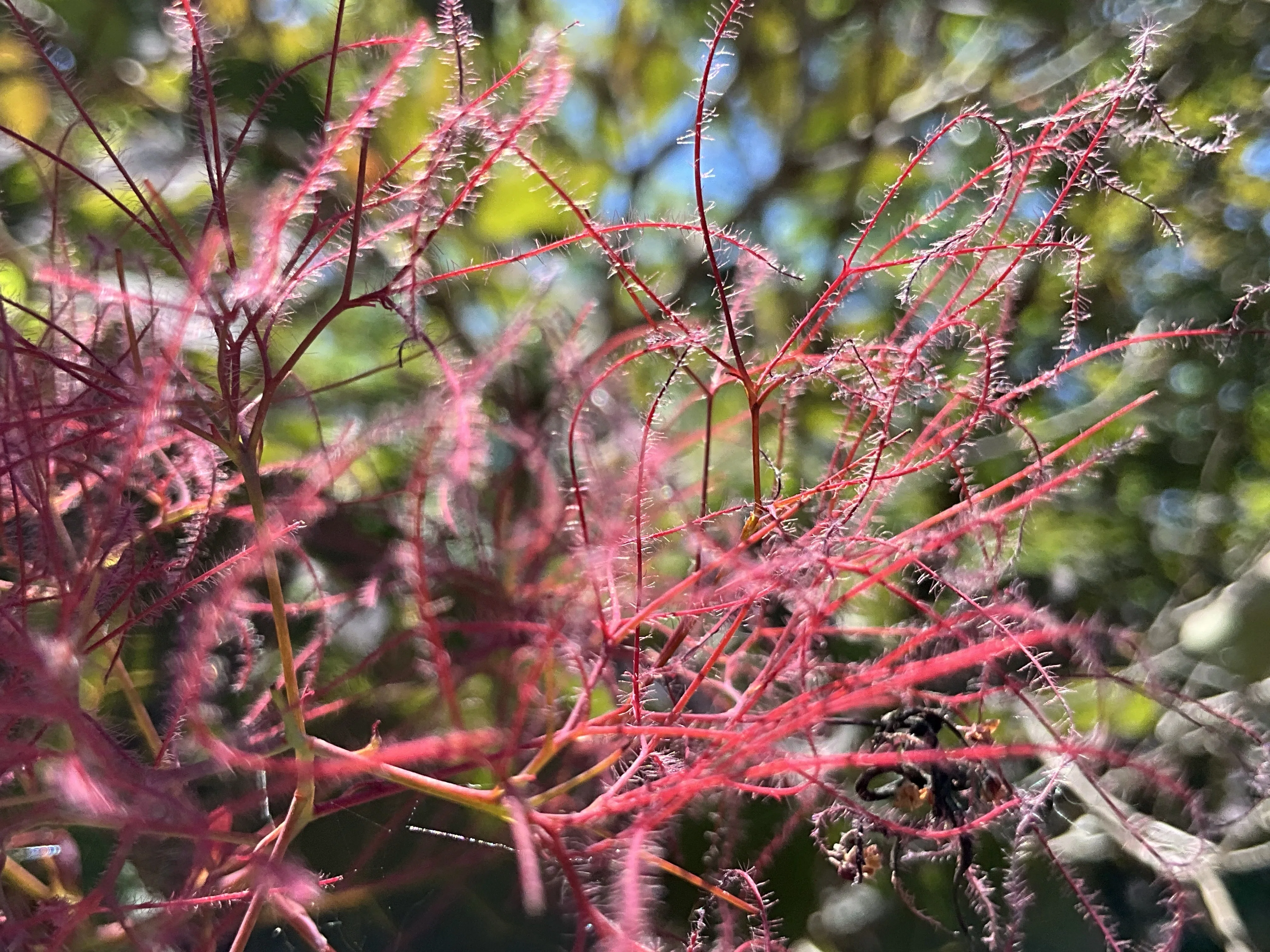 スモークツリー（京都府立植物園）：2026年5月31日（日）｜藤井秀昭