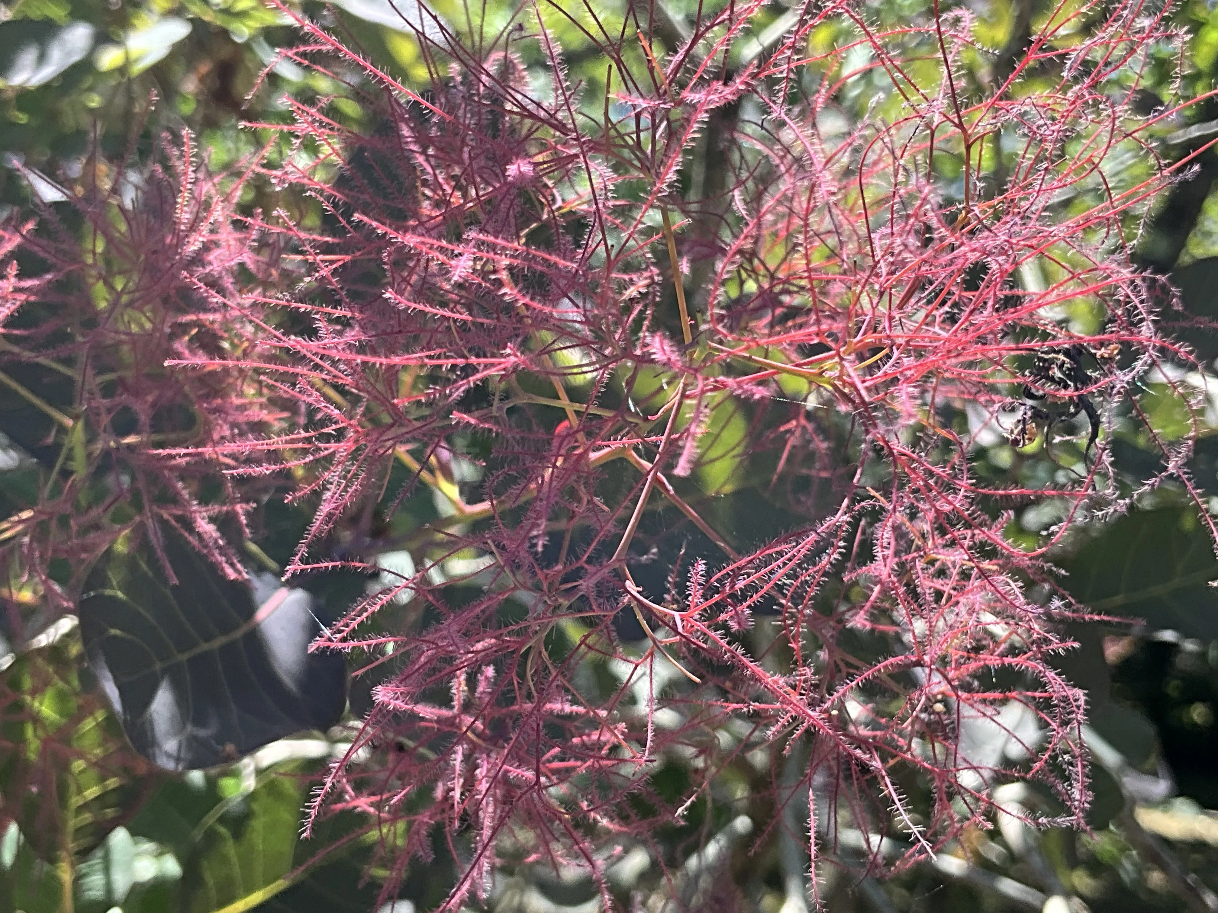 スモークツリー（京都府立植物園）：2026年5月31日（日）｜藤井秀昭