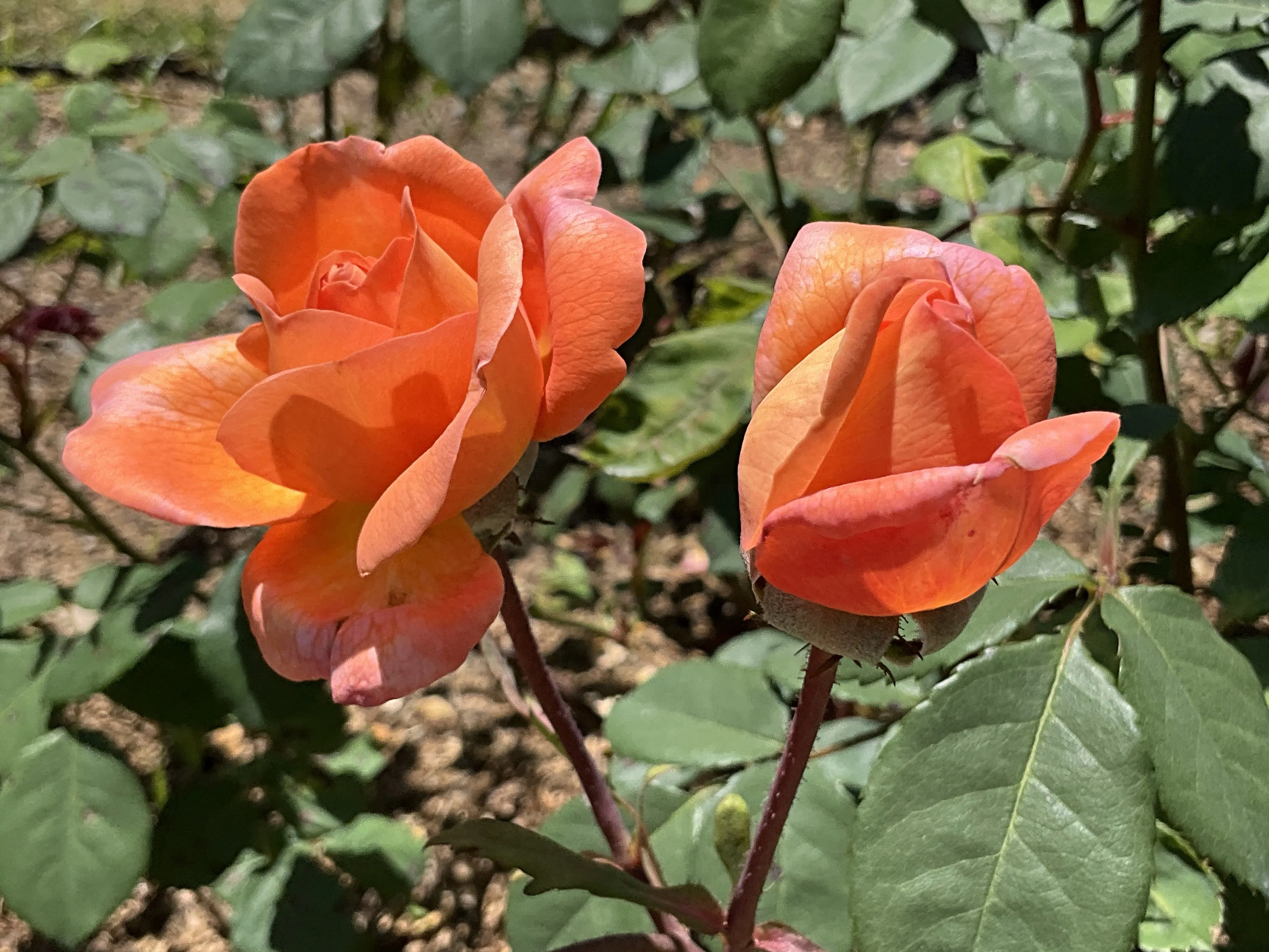 【薔薇(モリオン)/スモーキーアゼツライト】内径約16.5cm 浄化済み 442 レディー・エマ・ハミルトン（京都府立植物園）：2026年5月31日（日