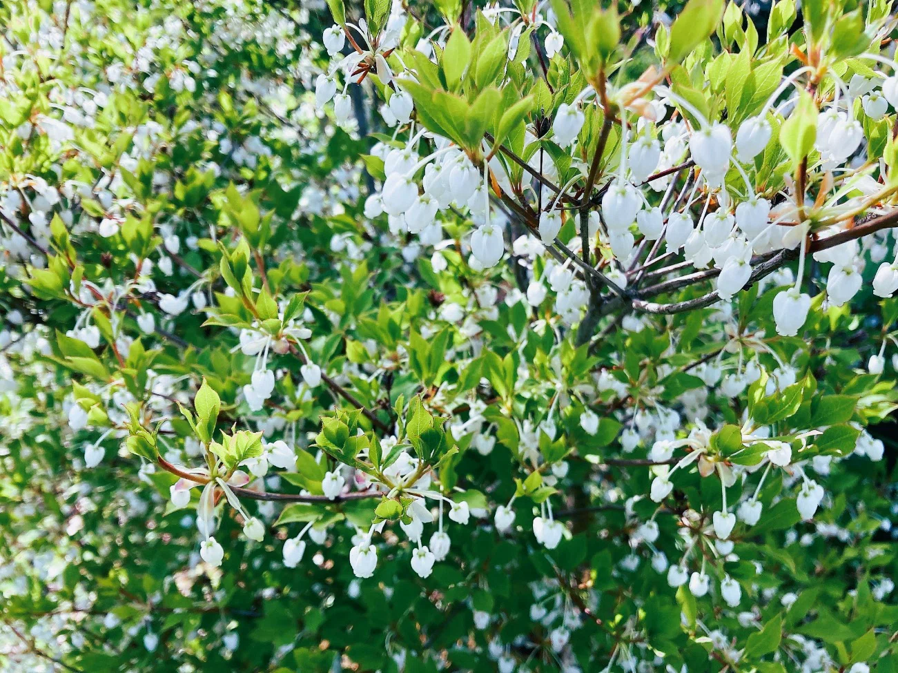 初夏の清涼感。小さな白い花は満天の星「ドウダンツツジ 花」｜剪定屋空
