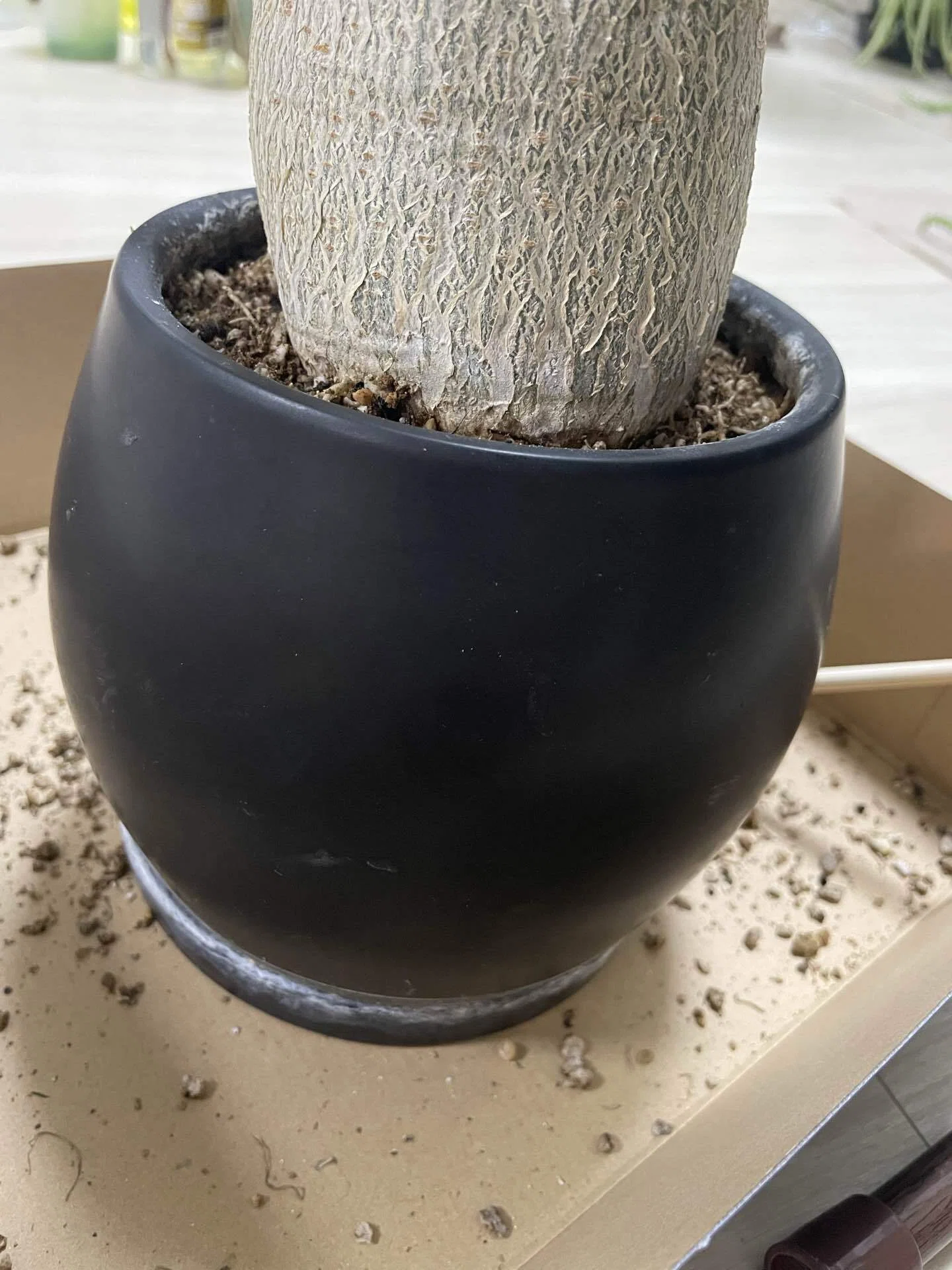 アデニウム ・タイソコトラナムの植え替えに大苦戦した話｜鉢の形には