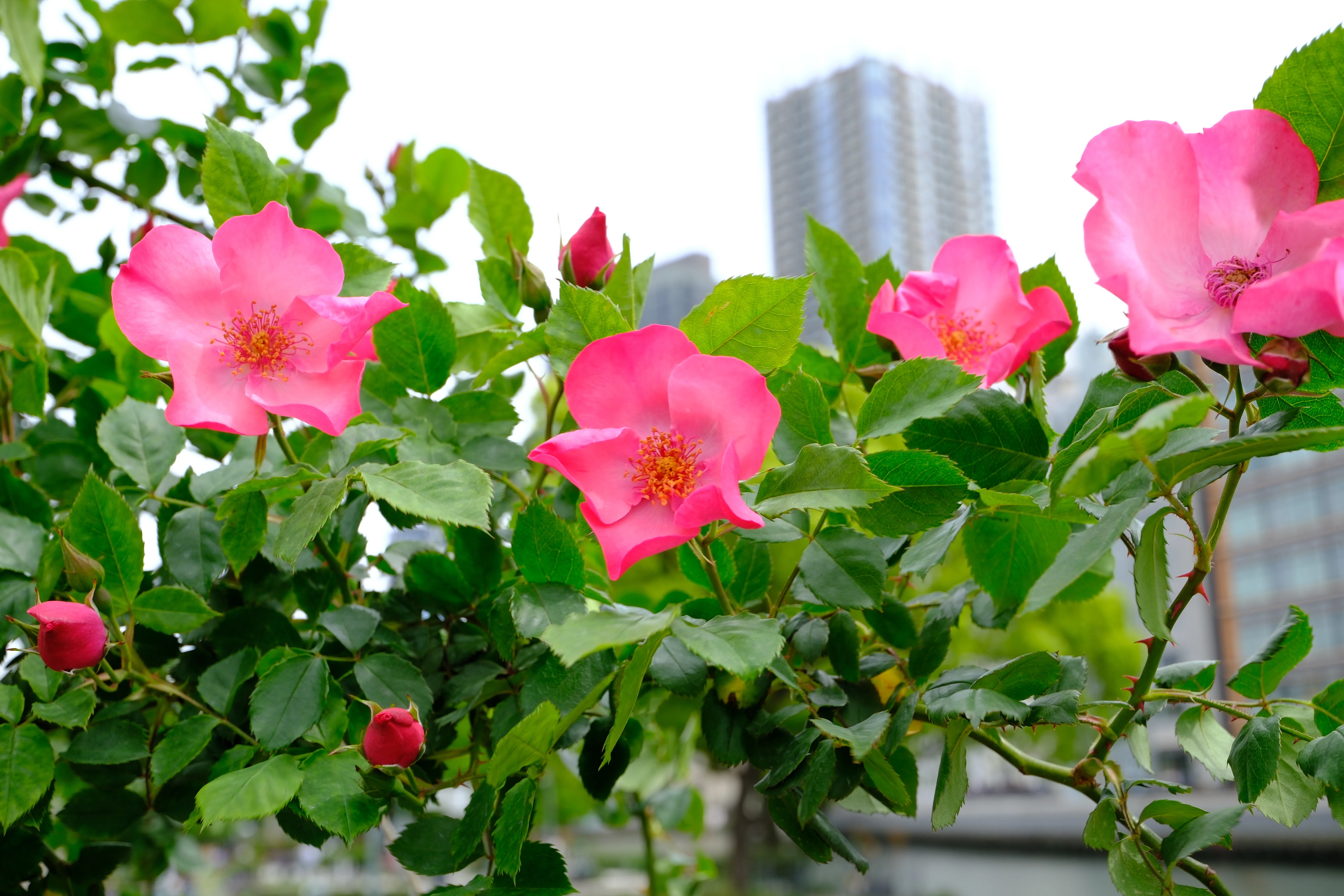 📷X-T30III × 🌹中之島バラ園 ｜ 🇩🇪ハンシート（Hanseat）｜ぱぽ