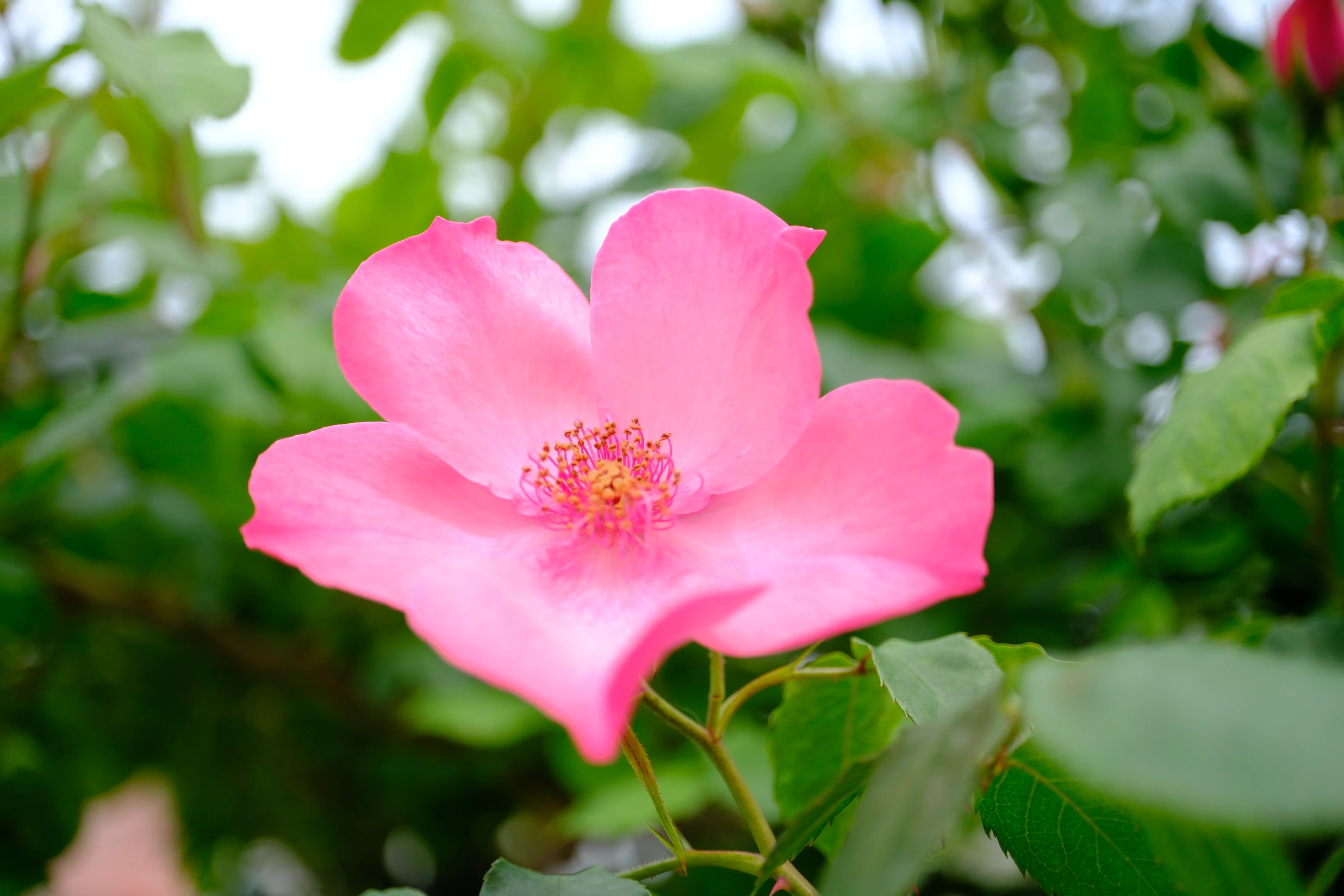 📷X-T30III × 🌹中之島バラ園 ｜ 🇩🇪ハンシート（Hanseat）｜ぱぽ