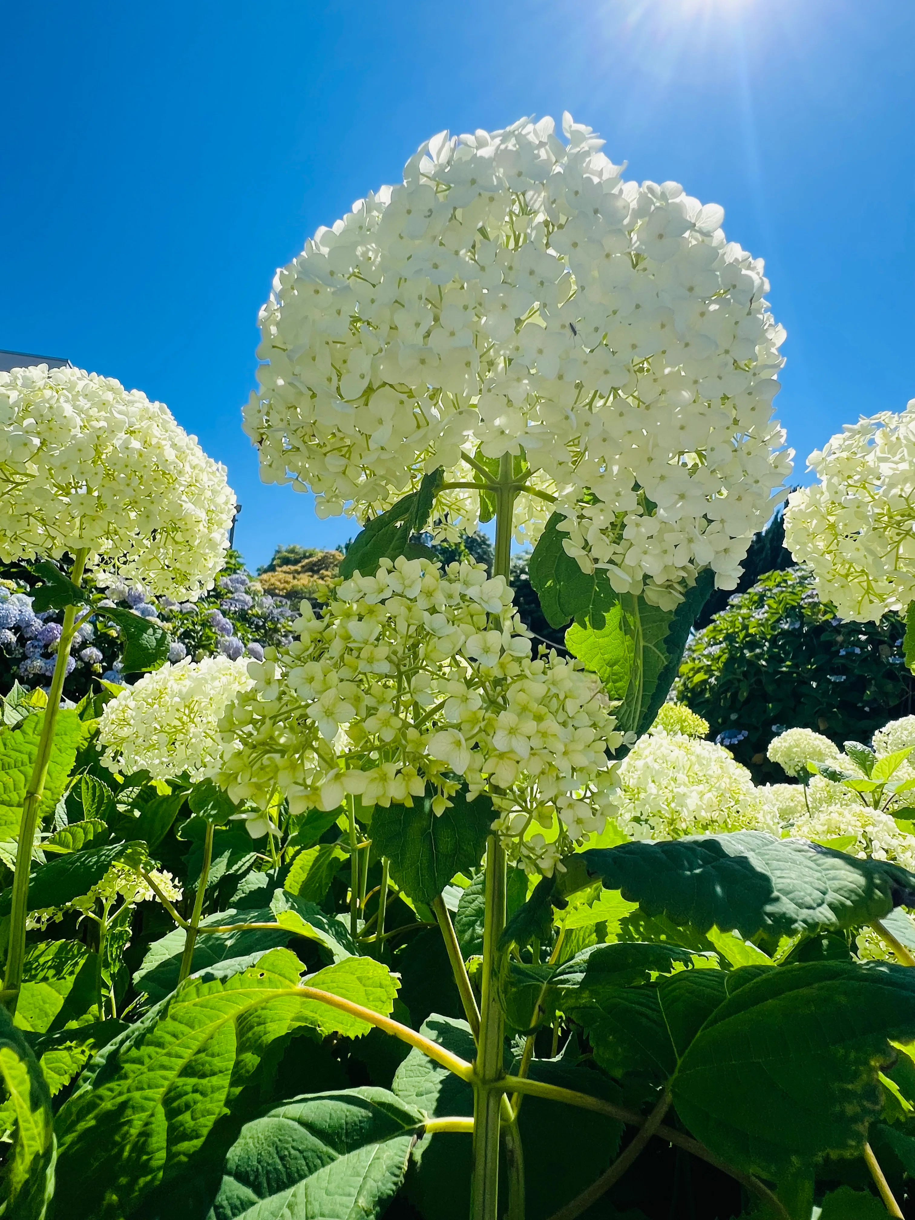 紫陽花の季節｜ミント