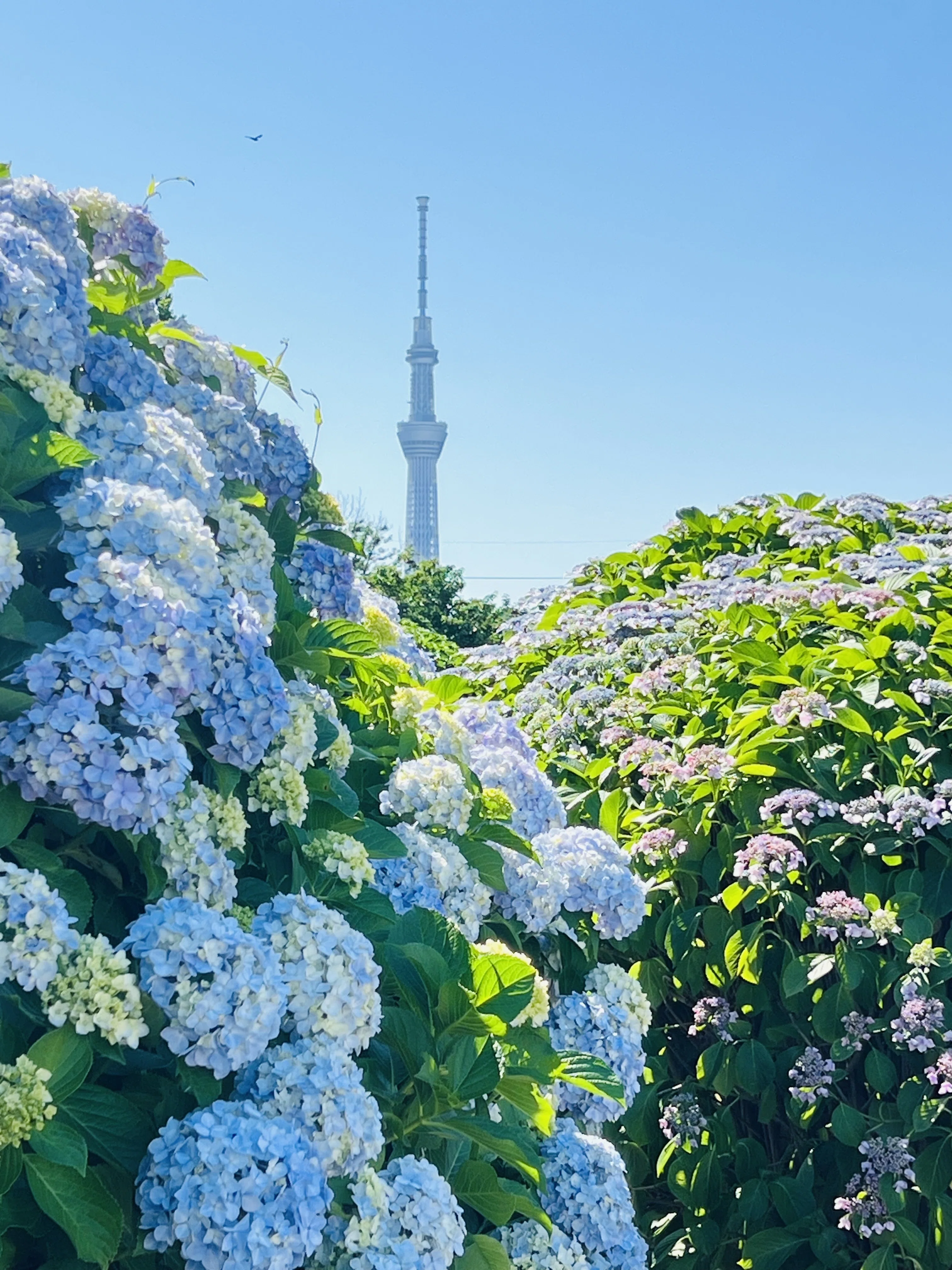 紫陽花の季節｜ミント