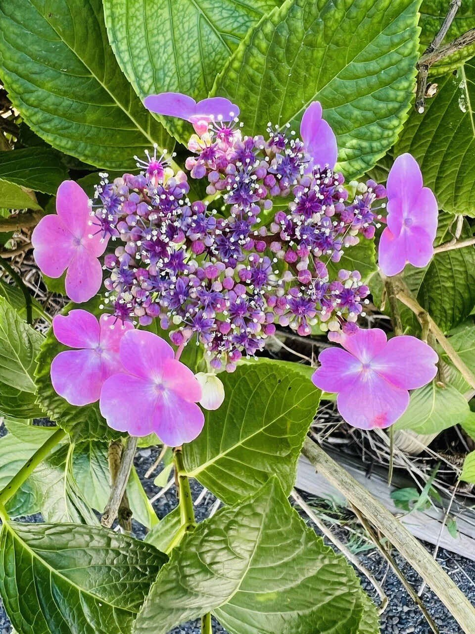 紫陽花の季節｜ミント