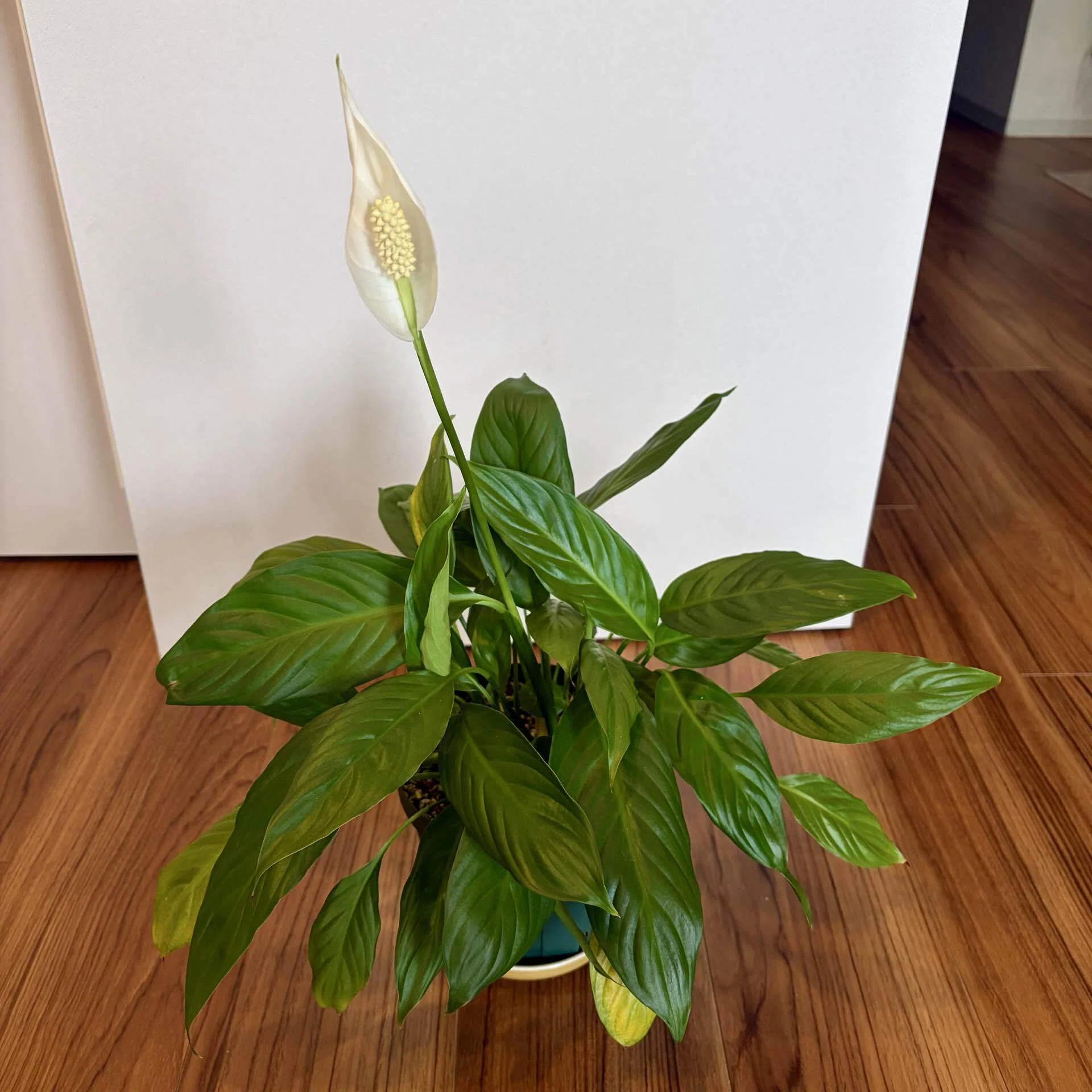 観葉植物 スパティフィラム｜だっぺ