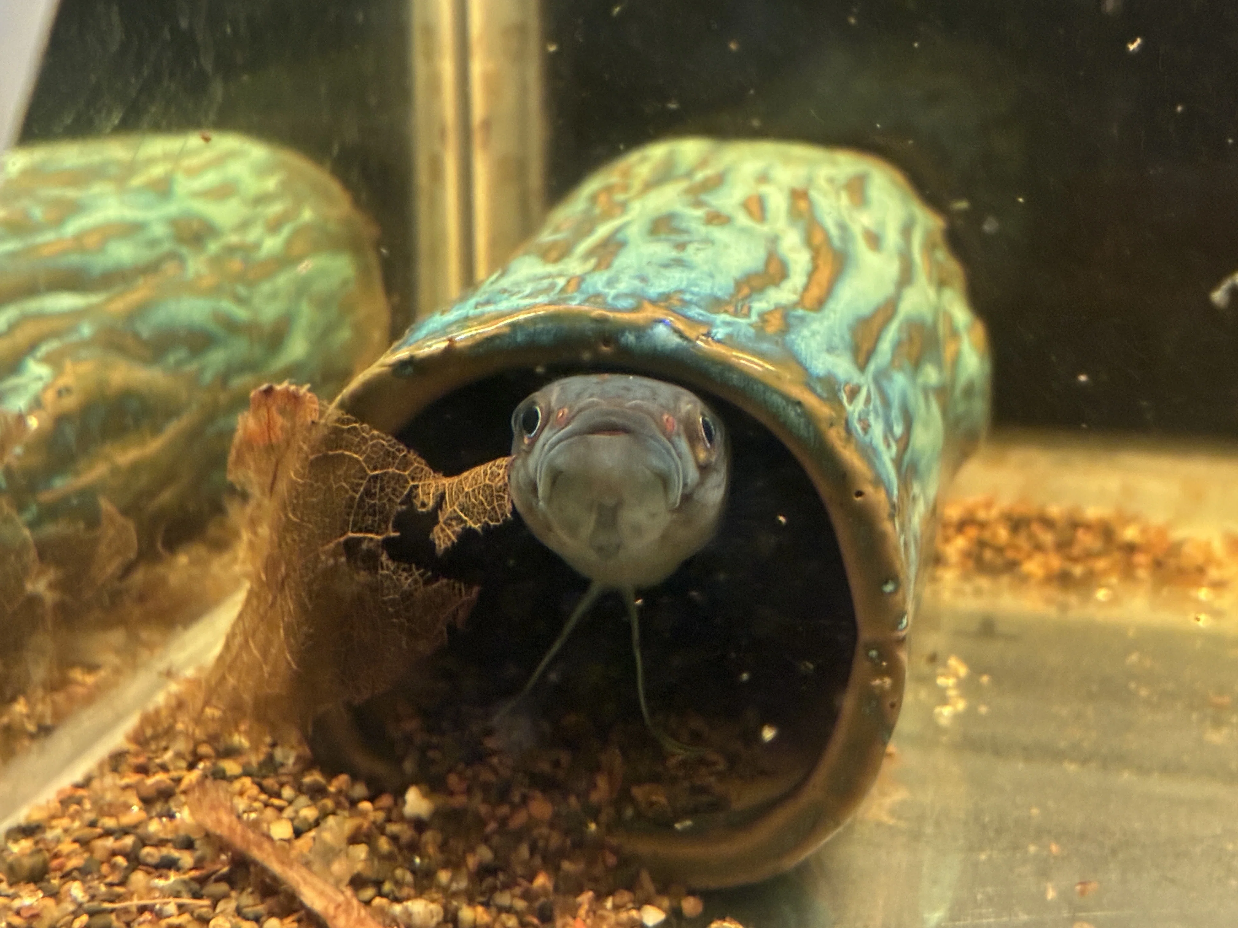ワイルドベタ アントゥタについて飼育、注意点、繁殖等についてまとめ