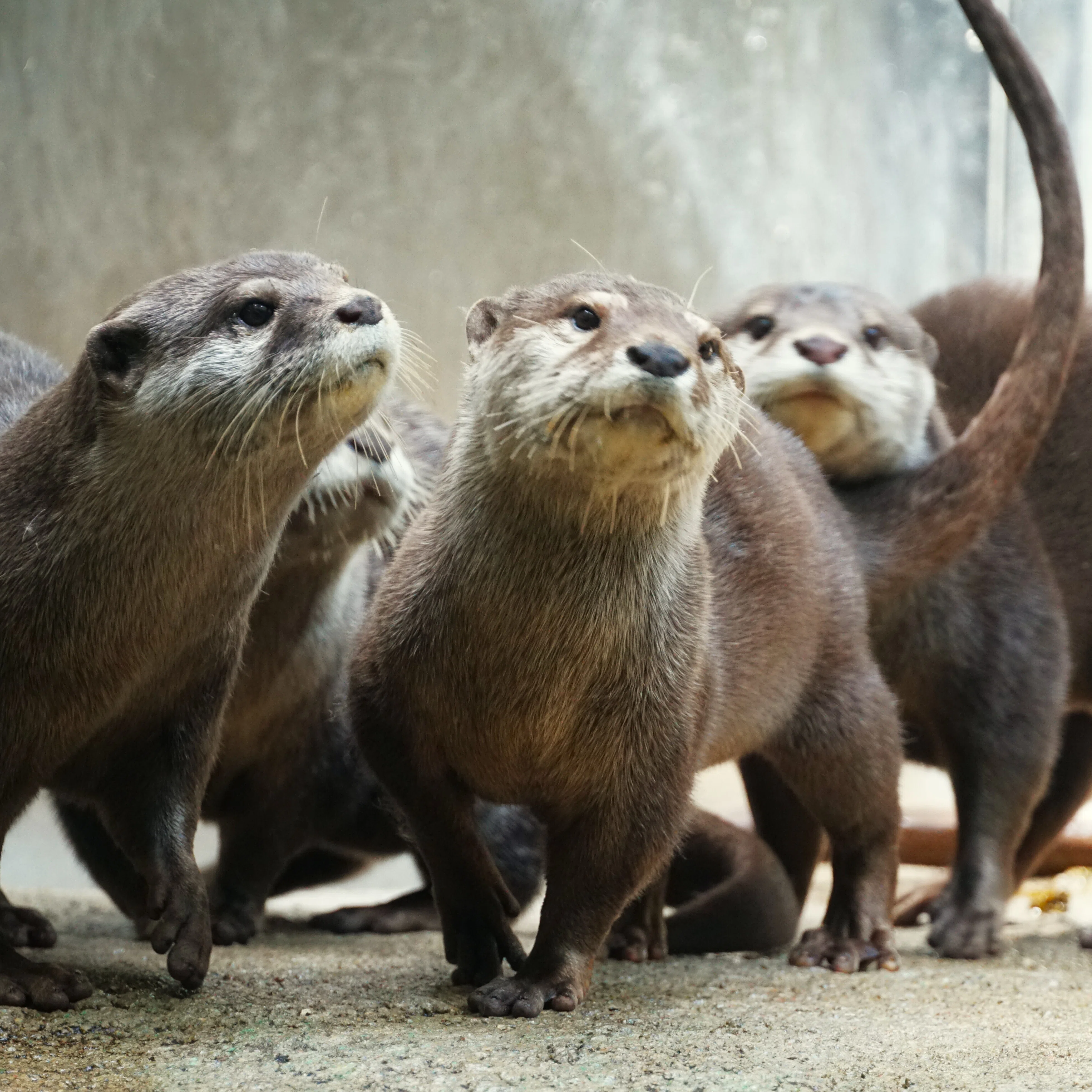 世界カワウソの日2026 ①｜びーぐる05