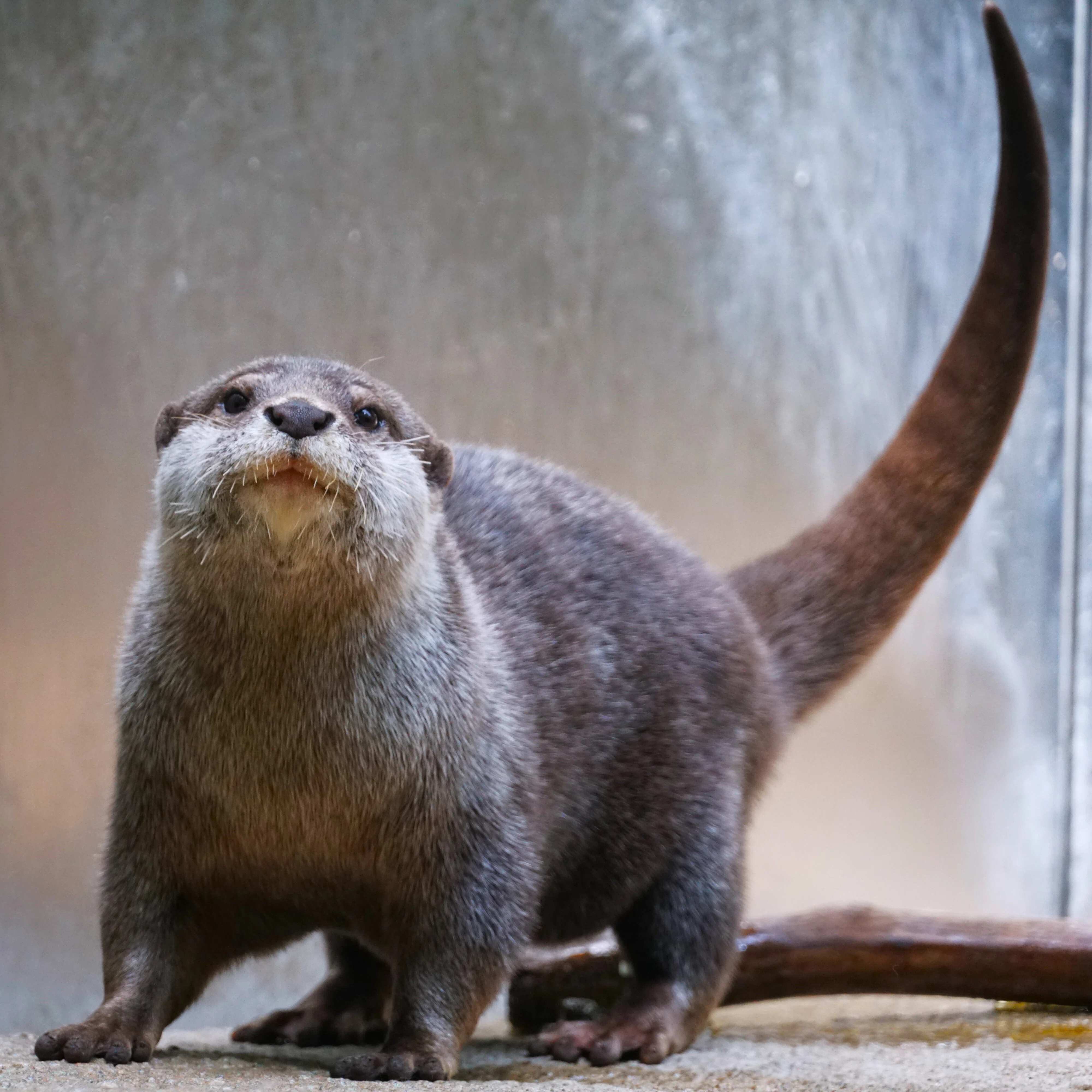世界カワウソの日2026 ①｜びーぐる05
