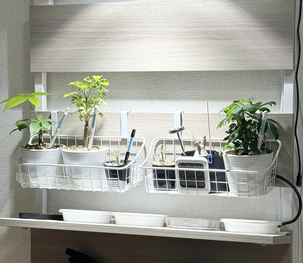 家に植物あったら良くない？」から始まった、パキポディウム 