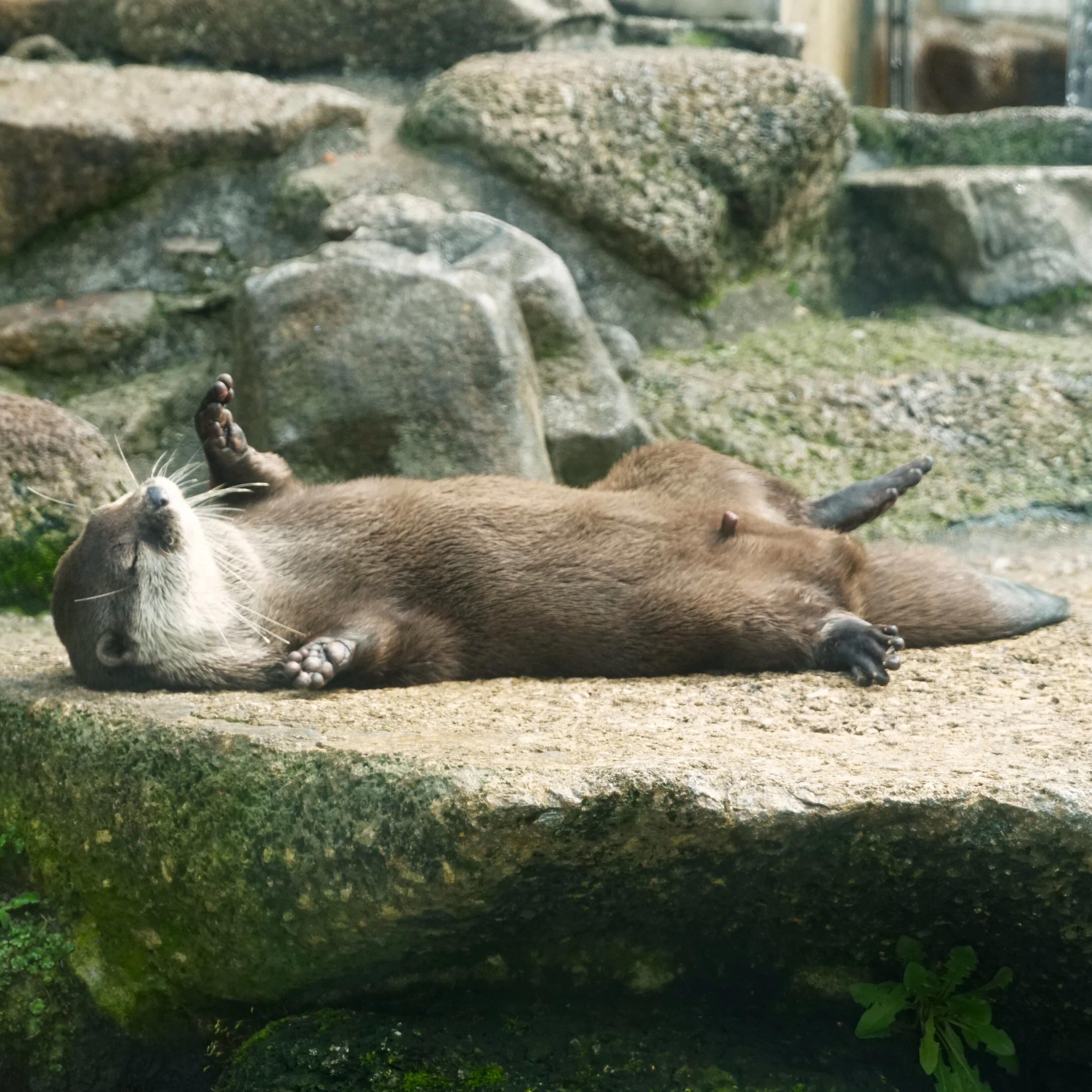世界カワウソの日2026 ①｜びーぐる05