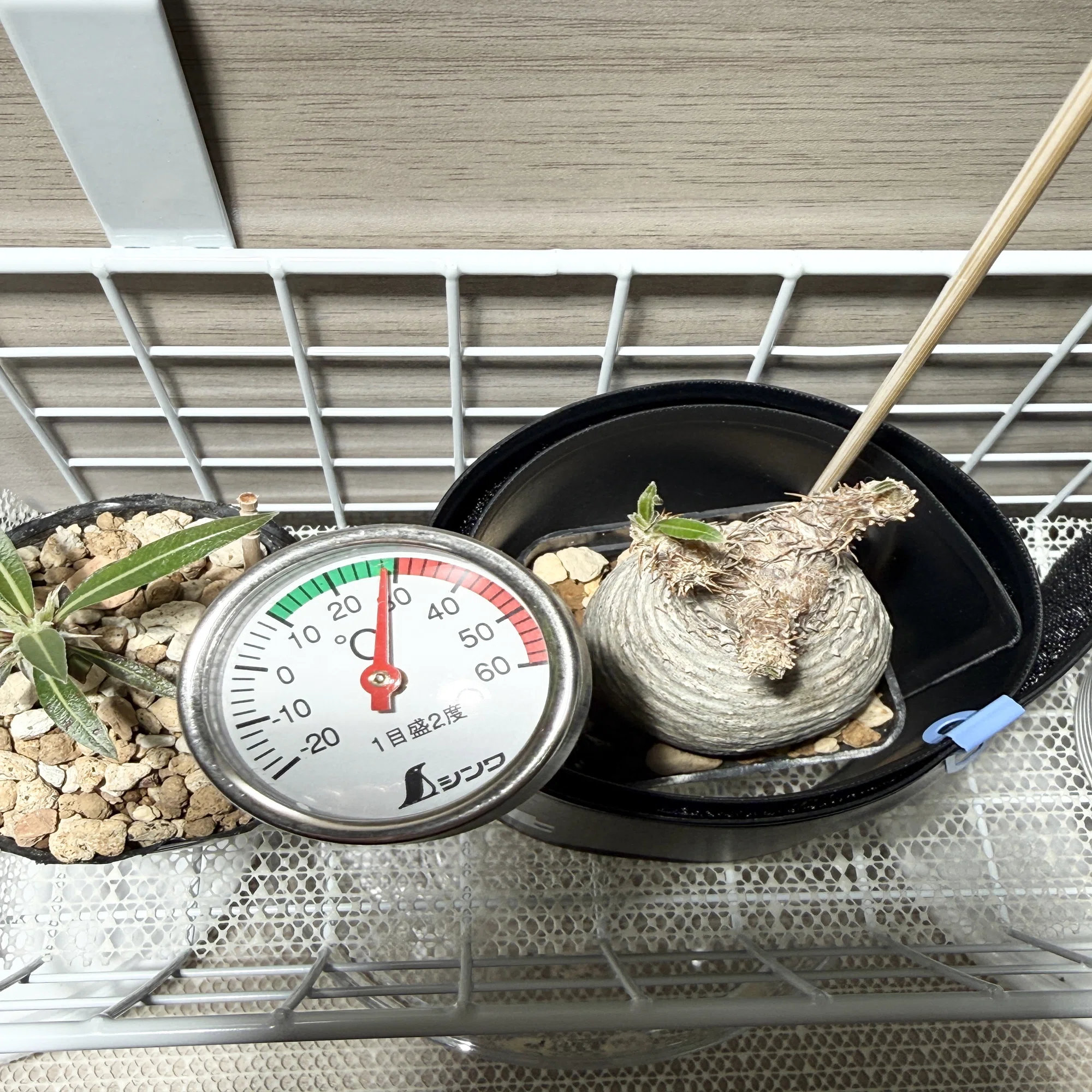 家に植物あったら良くない？」から始まった、パキポディウム 