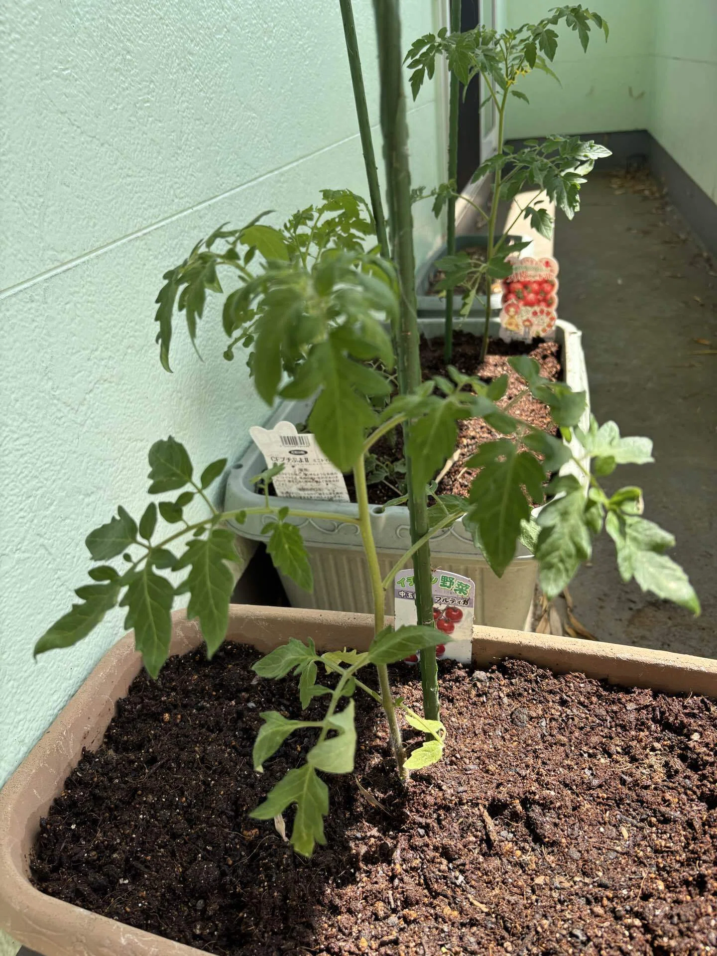 夏野菜 植え付け後約1ヶ月｜Green_cafe｜植物好き
