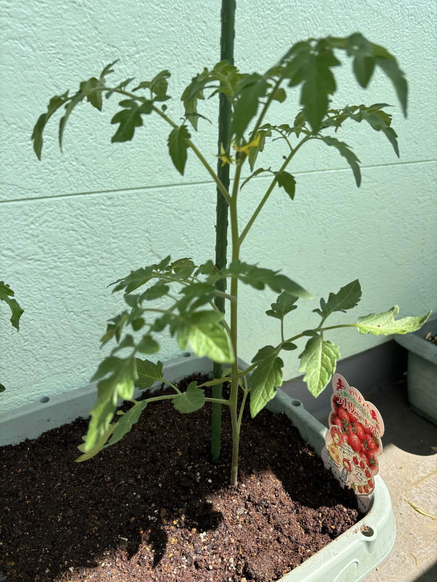 夏野菜 植え付け後約1ヶ月｜Green_cafe｜植物好き