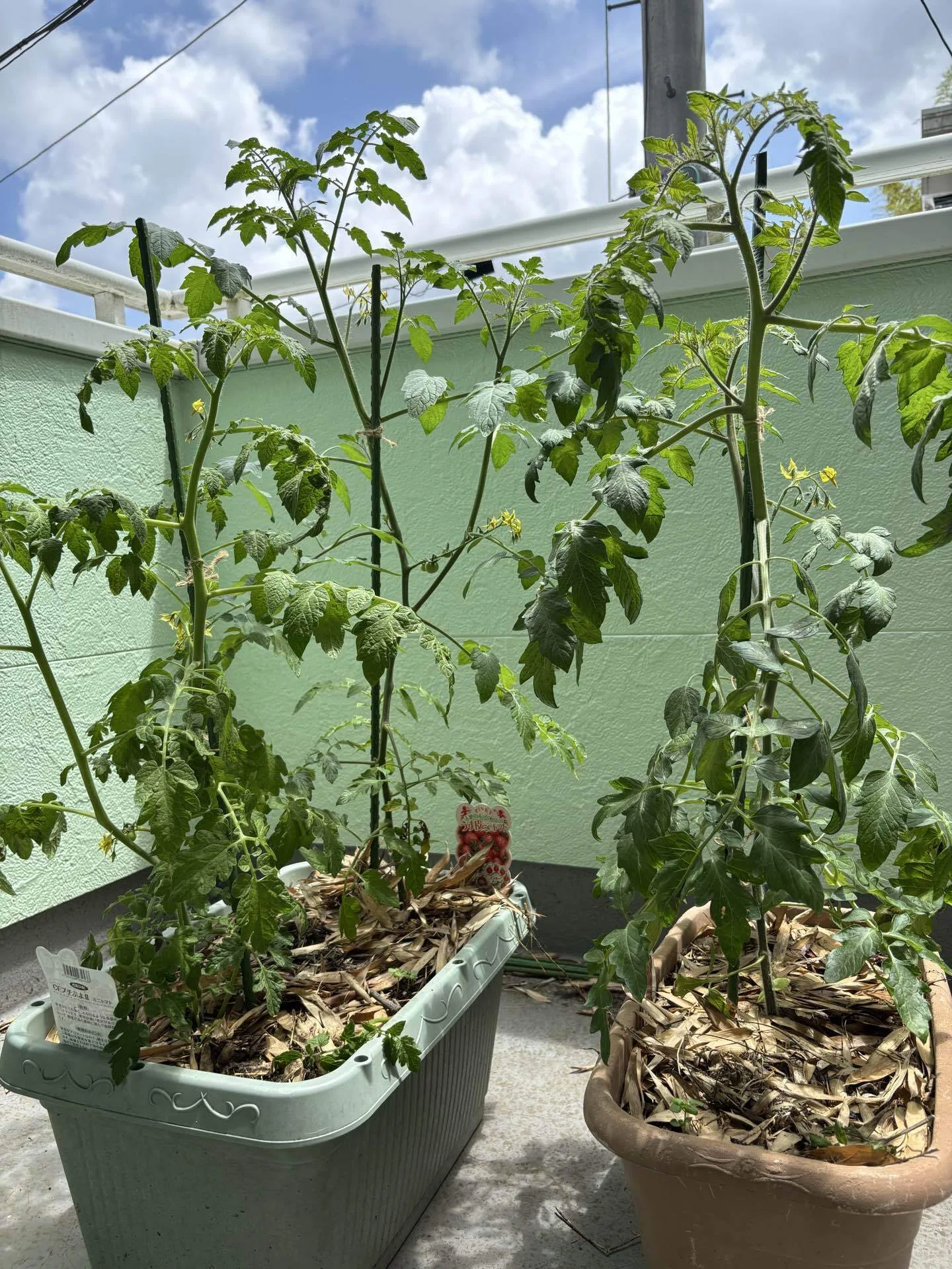 夏野菜 植え付け後約1ヶ月｜Green_cafe｜植物好き