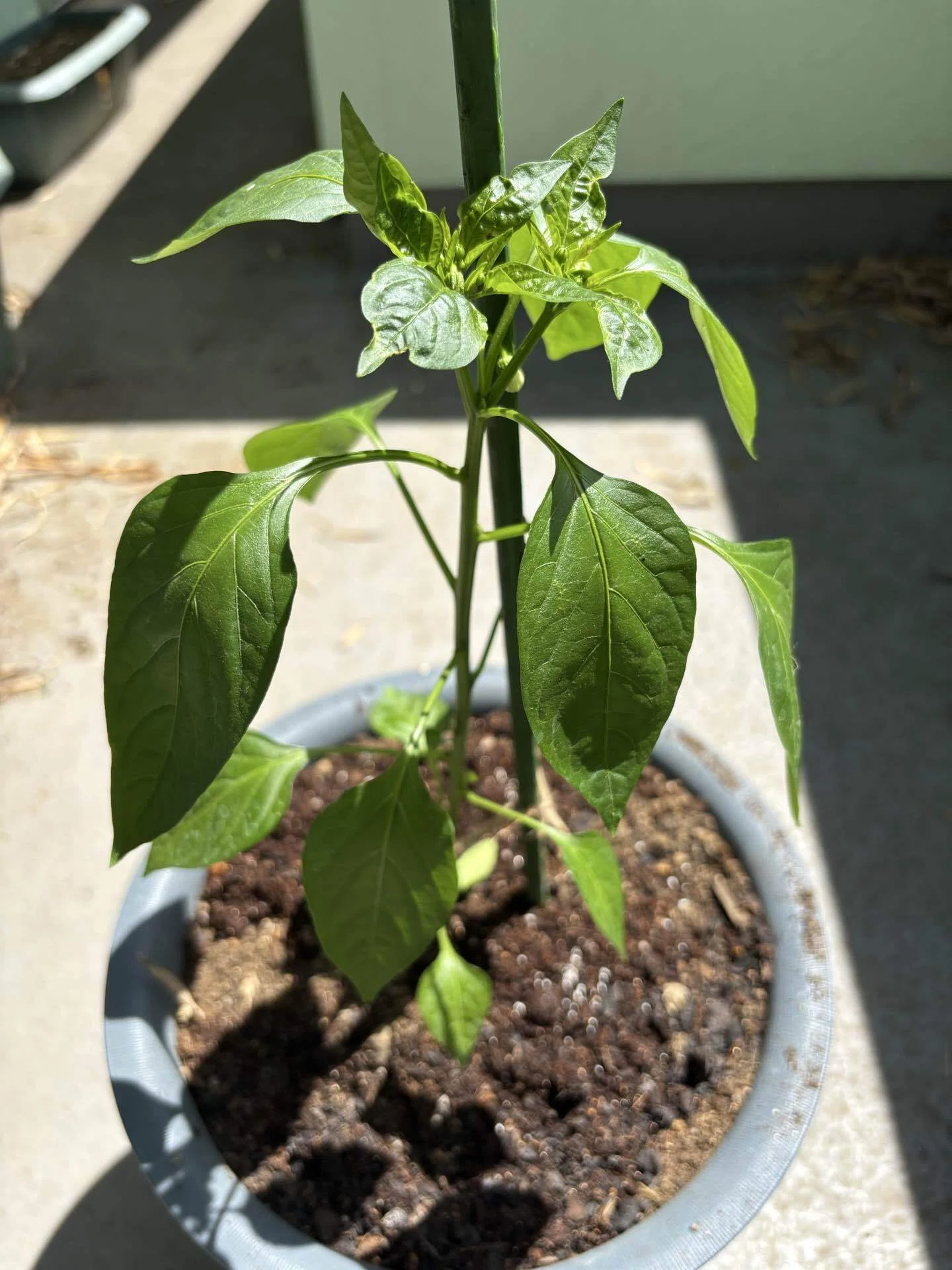 夏野菜 植え付け後約1ヶ月｜Green_cafe｜植物好き