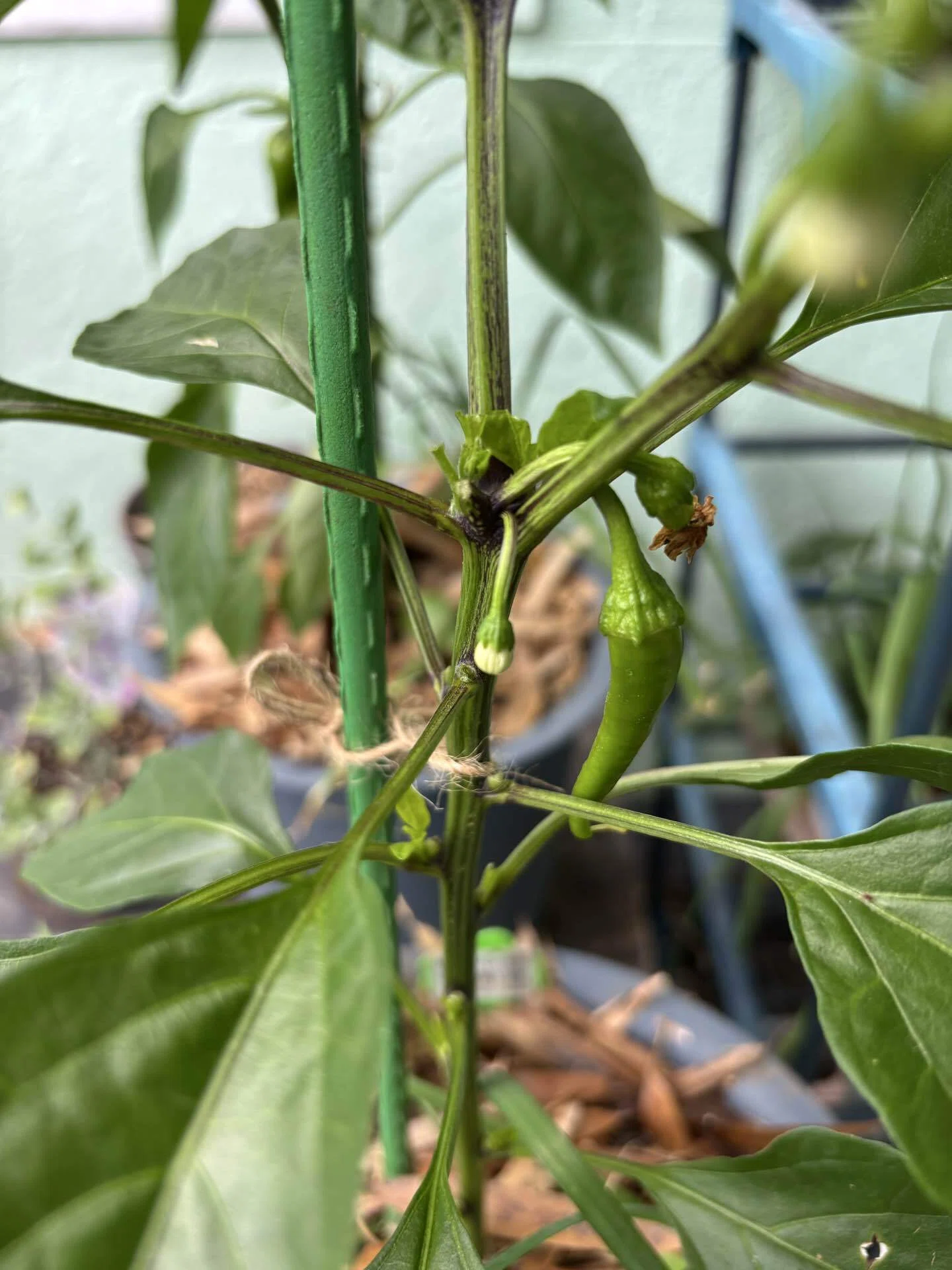夏野菜 植え付け後約1ヶ月｜Green_cafe｜植物好き
