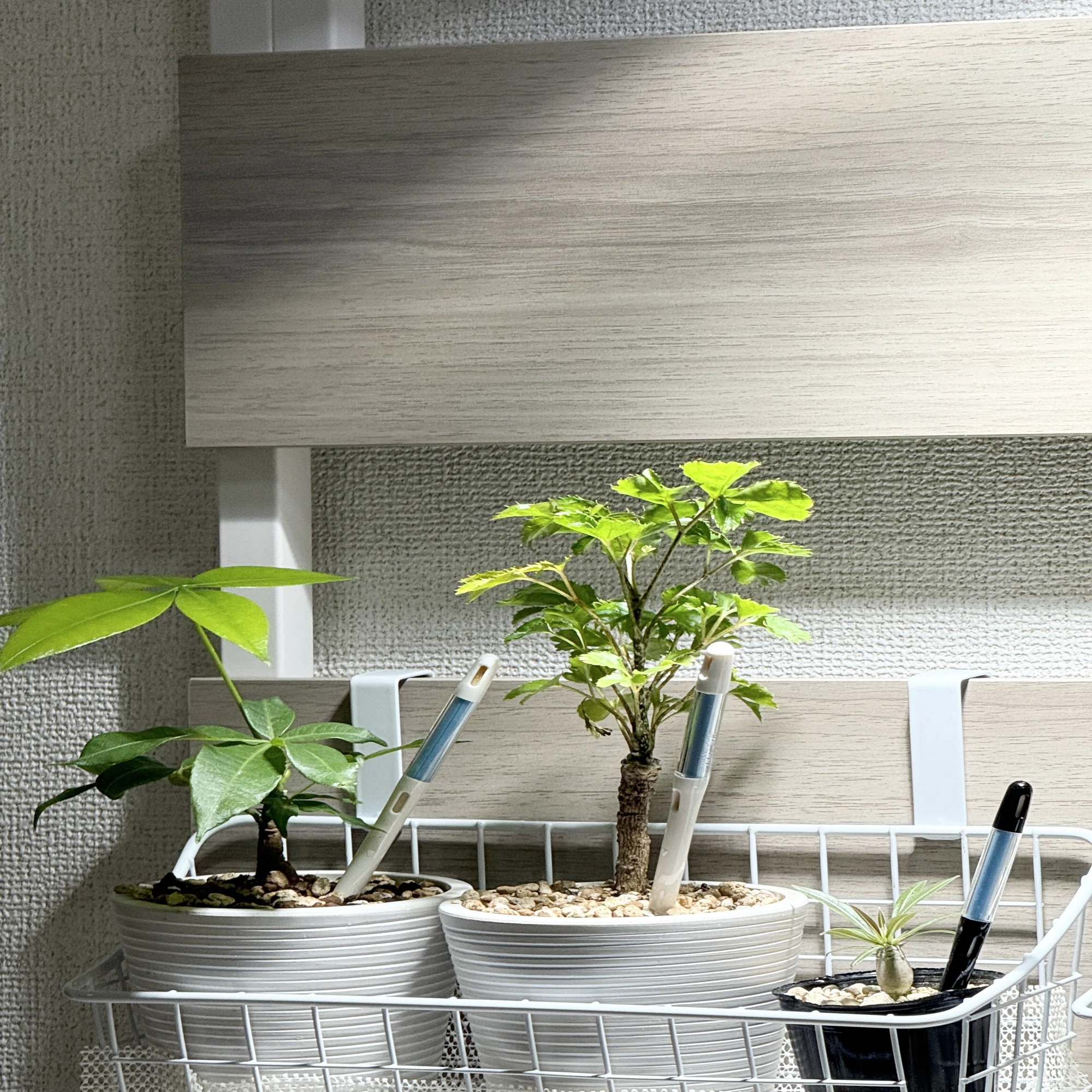 家に植物あったら良くない？」から始まった、パキポディウム 