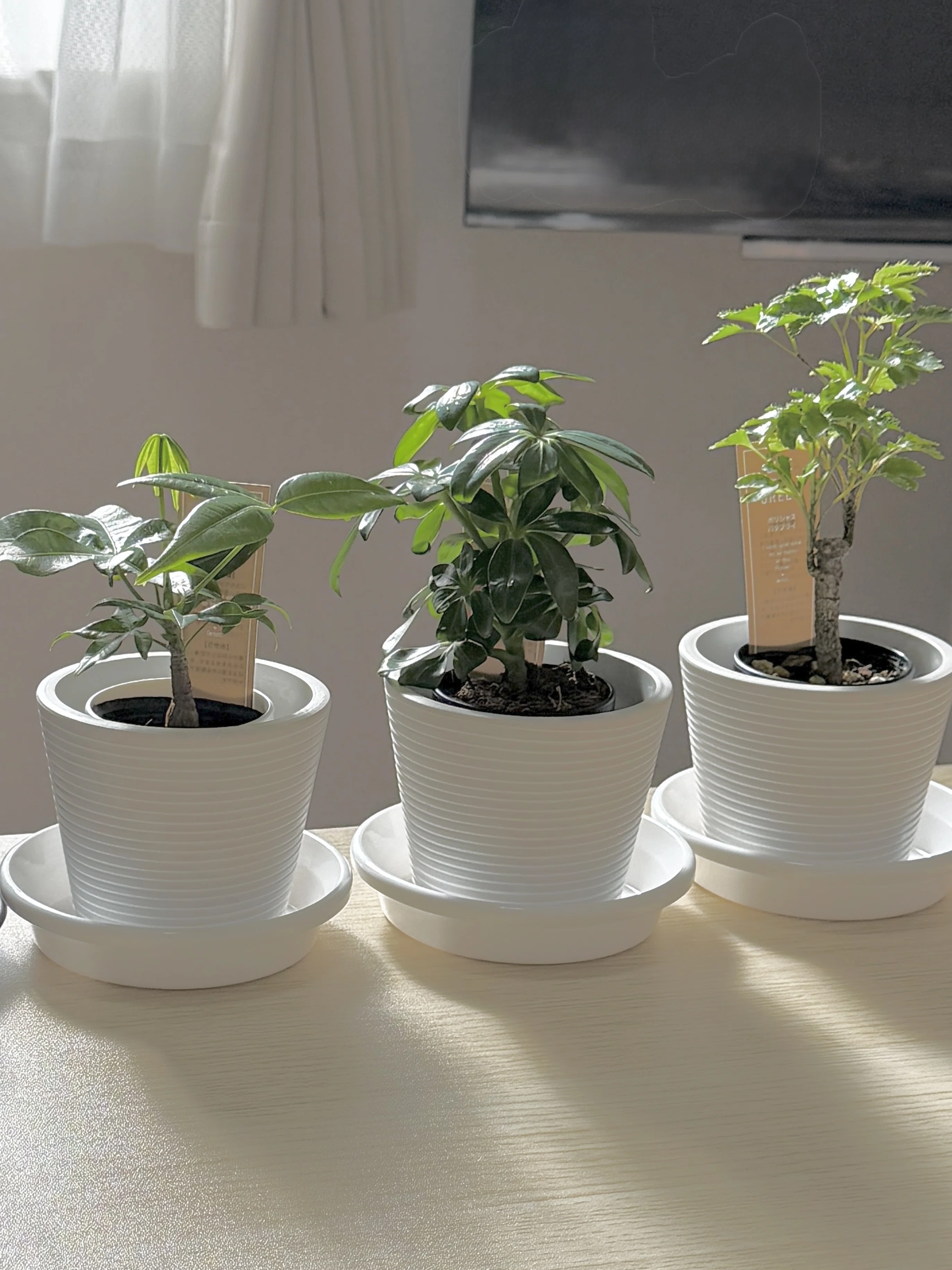 家に植物あったら良くない？」から始まった、パキポディウム