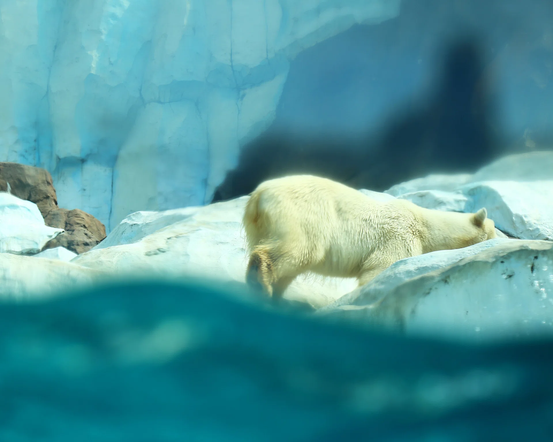 The Polar Bear's Signal｜taka｜写真の余白