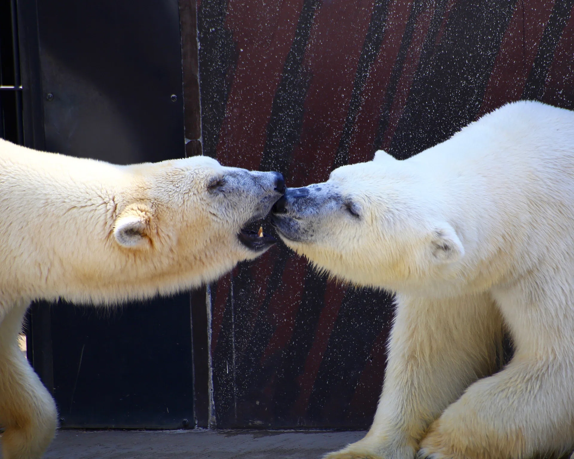 しろくま様 The Polar Bear's Signal｜taka｜写真の余白