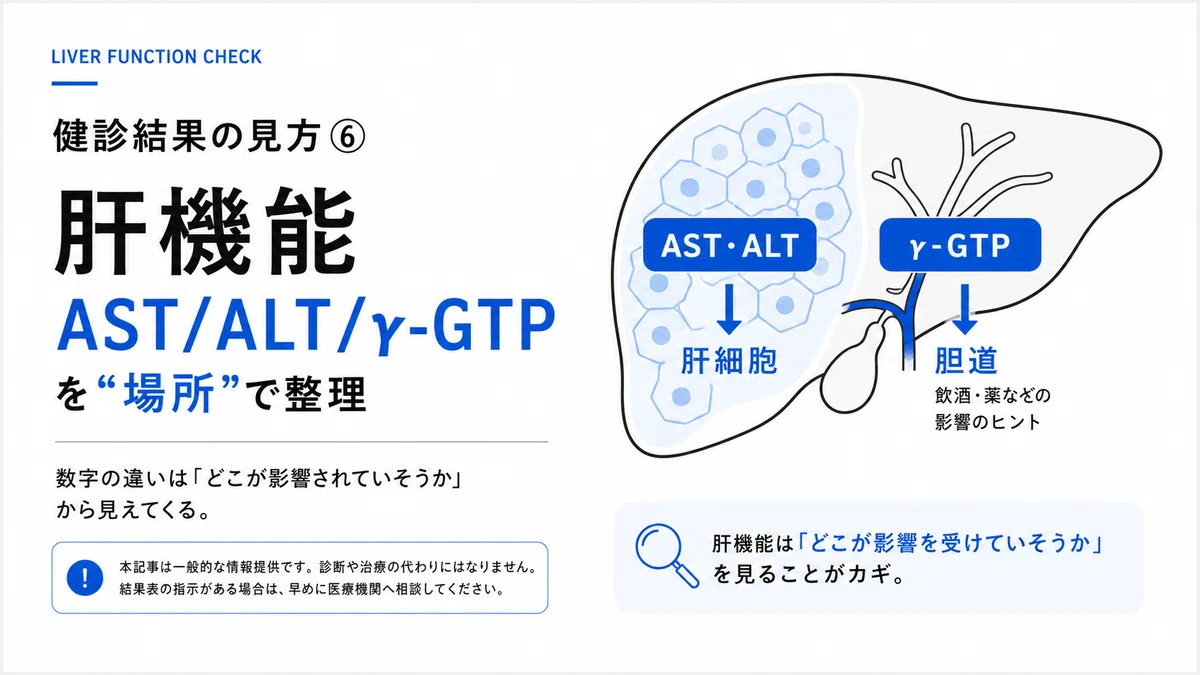 健診結果の見方⑥肝機能（AST/ALT/γ-GTPの読み方）｜こはく堂薬局