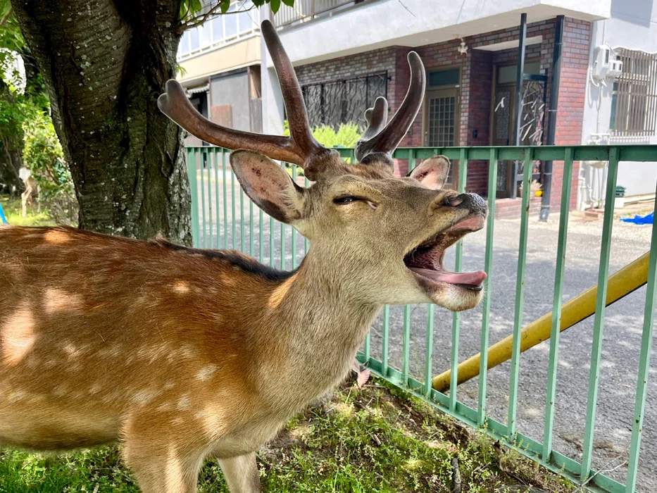 ç»å