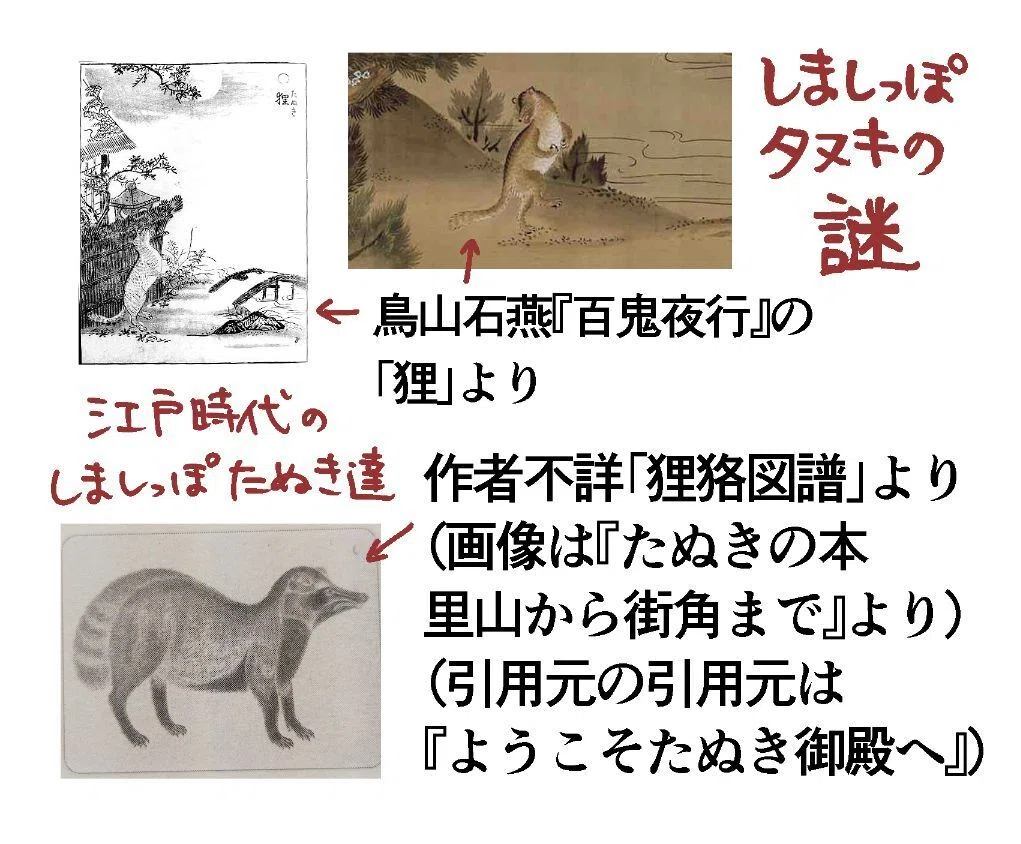 タヌキ実録と考察｜日高十三男