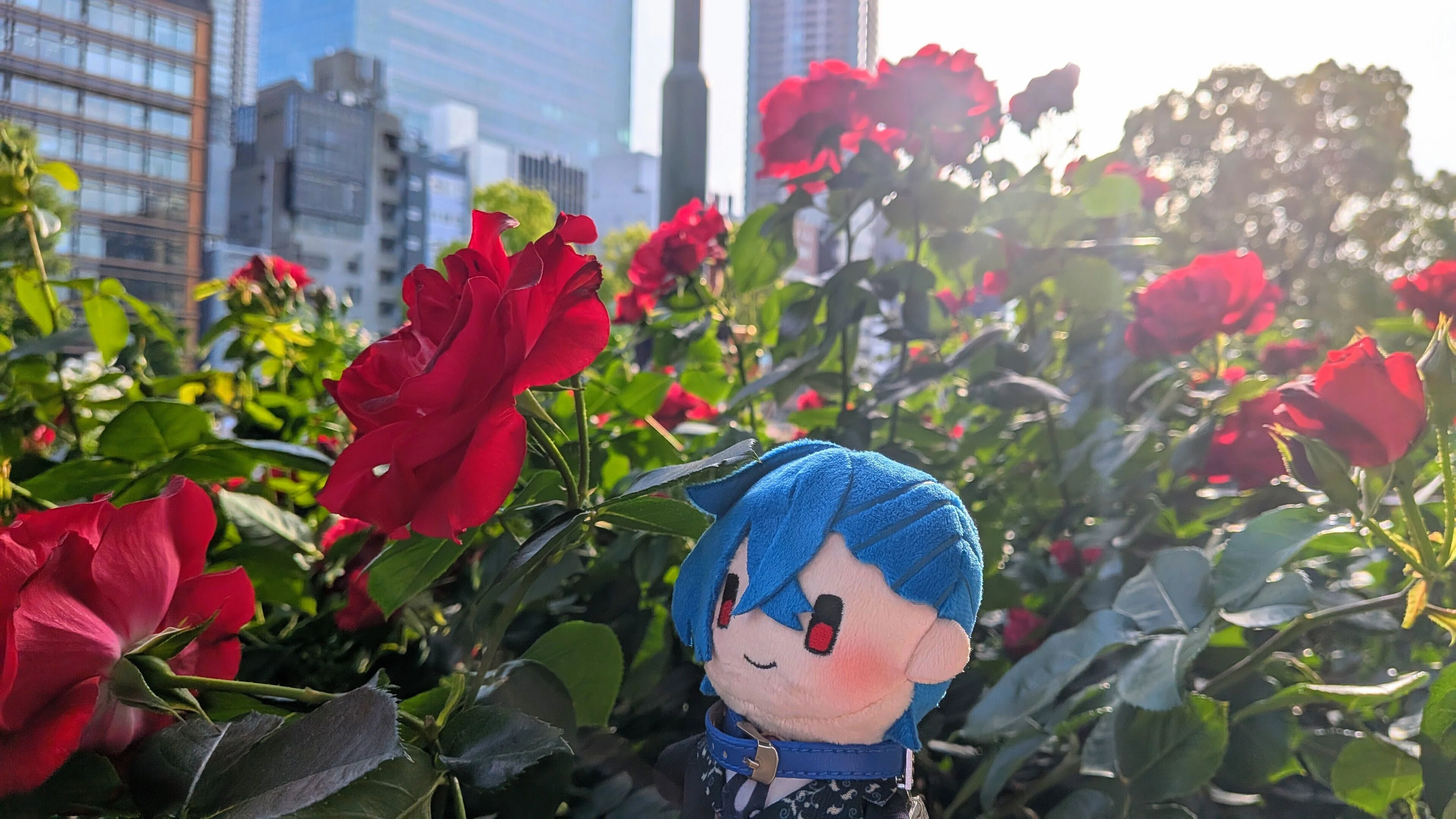 ローズタウンを探す旅 #1 大阪編【ぬい撮り】｜くろまる｜ぬい活と裁縫