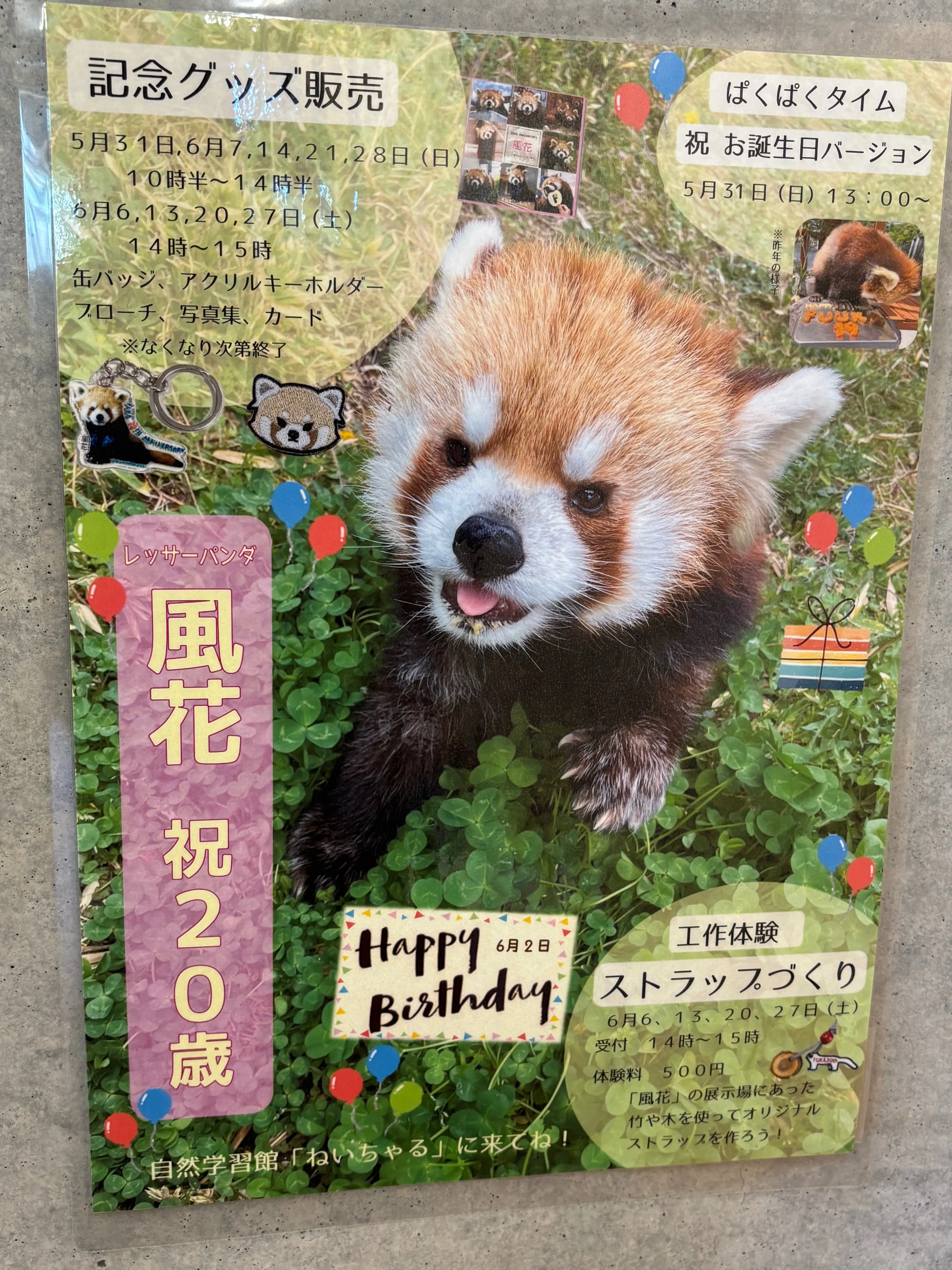 徳山動物園のアイドル、レッサーパンダの「風花」20歳のお誕生日