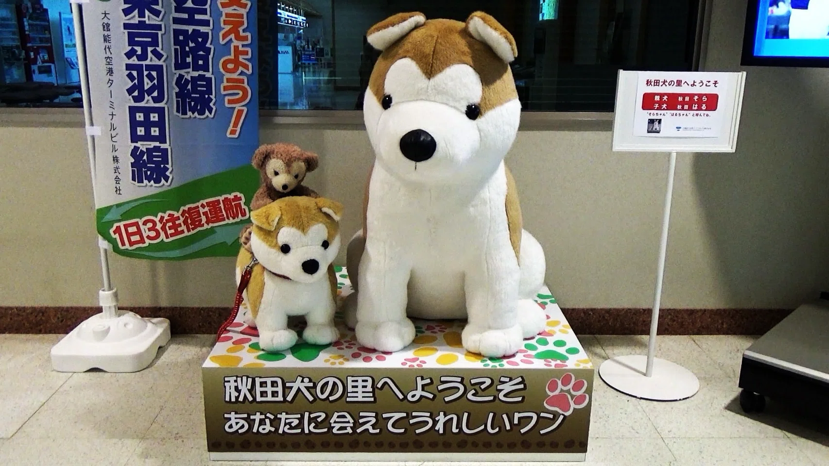 Akita dog and Duffy ＃Hachiko｜ 榎本民夫 Tokyo Walks