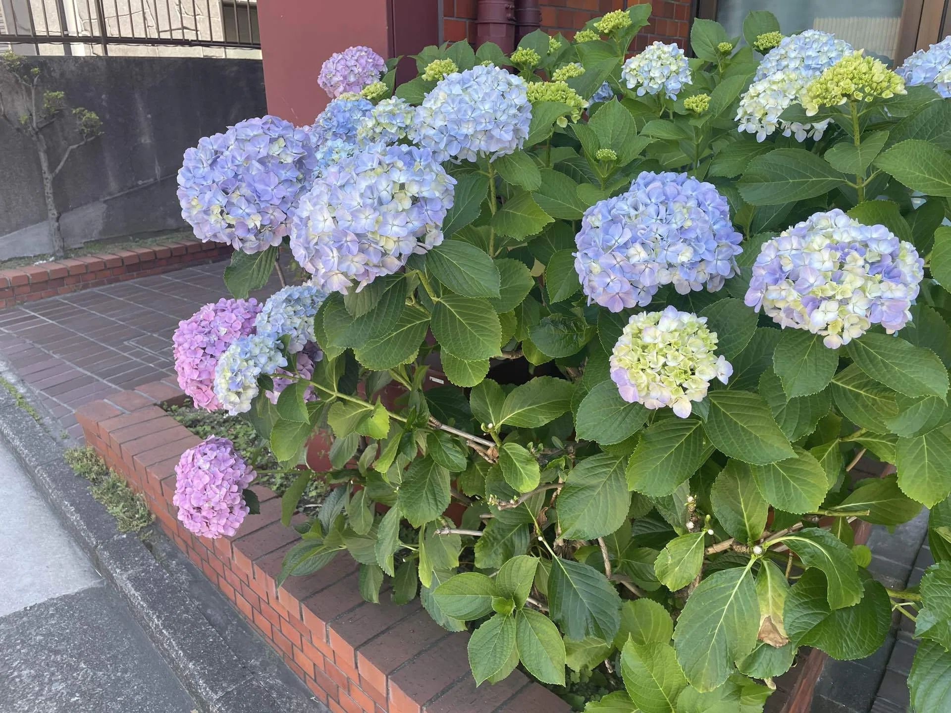 タネ060:練り切り細工✖️紫陽花（アジサイ）｜けいり時々ねりきり