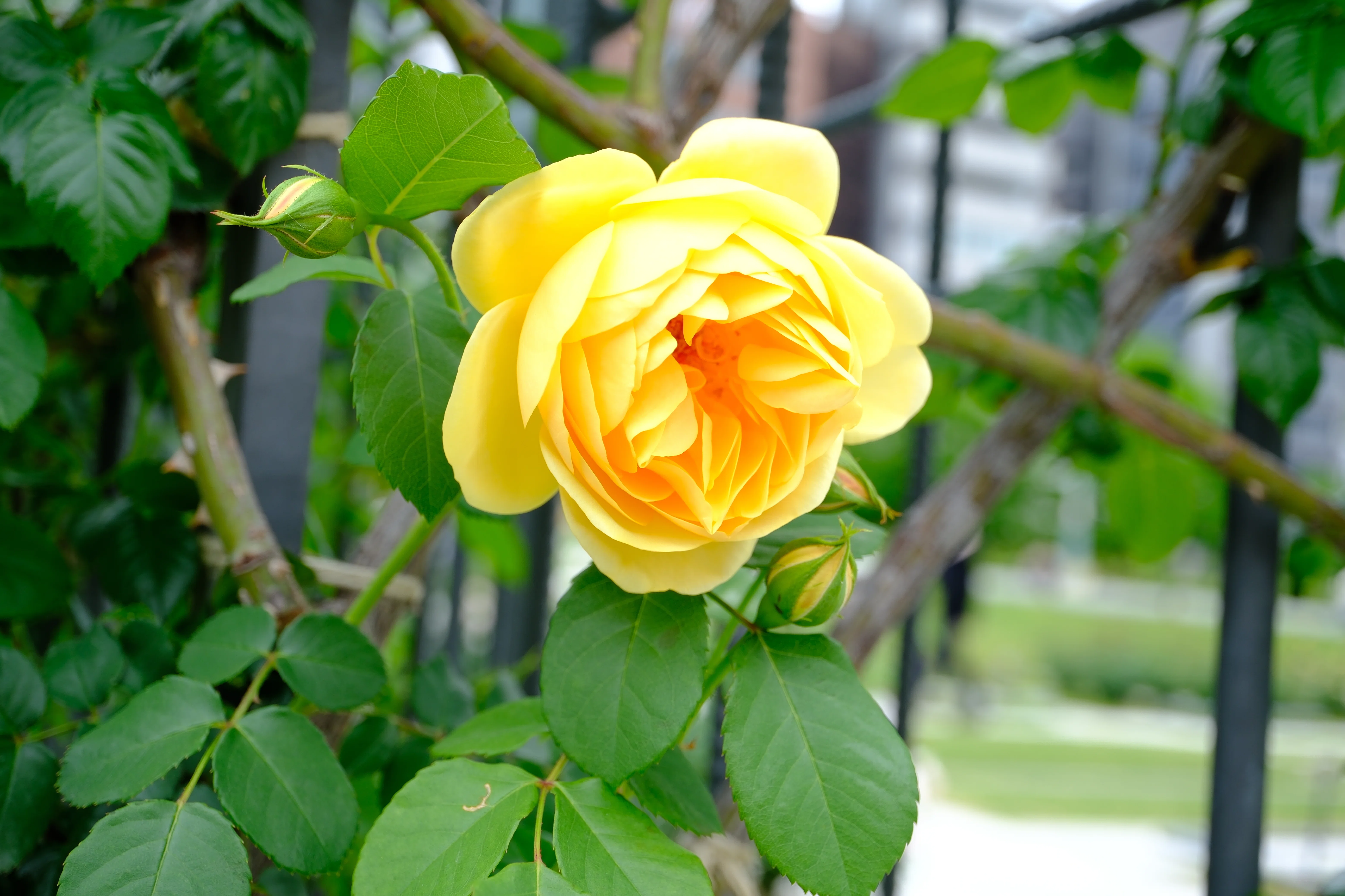 📷X-T30III × 🌹中之島バラ園 ｜ 🇩🇪エバーゴールド｜ぱぽにゃん