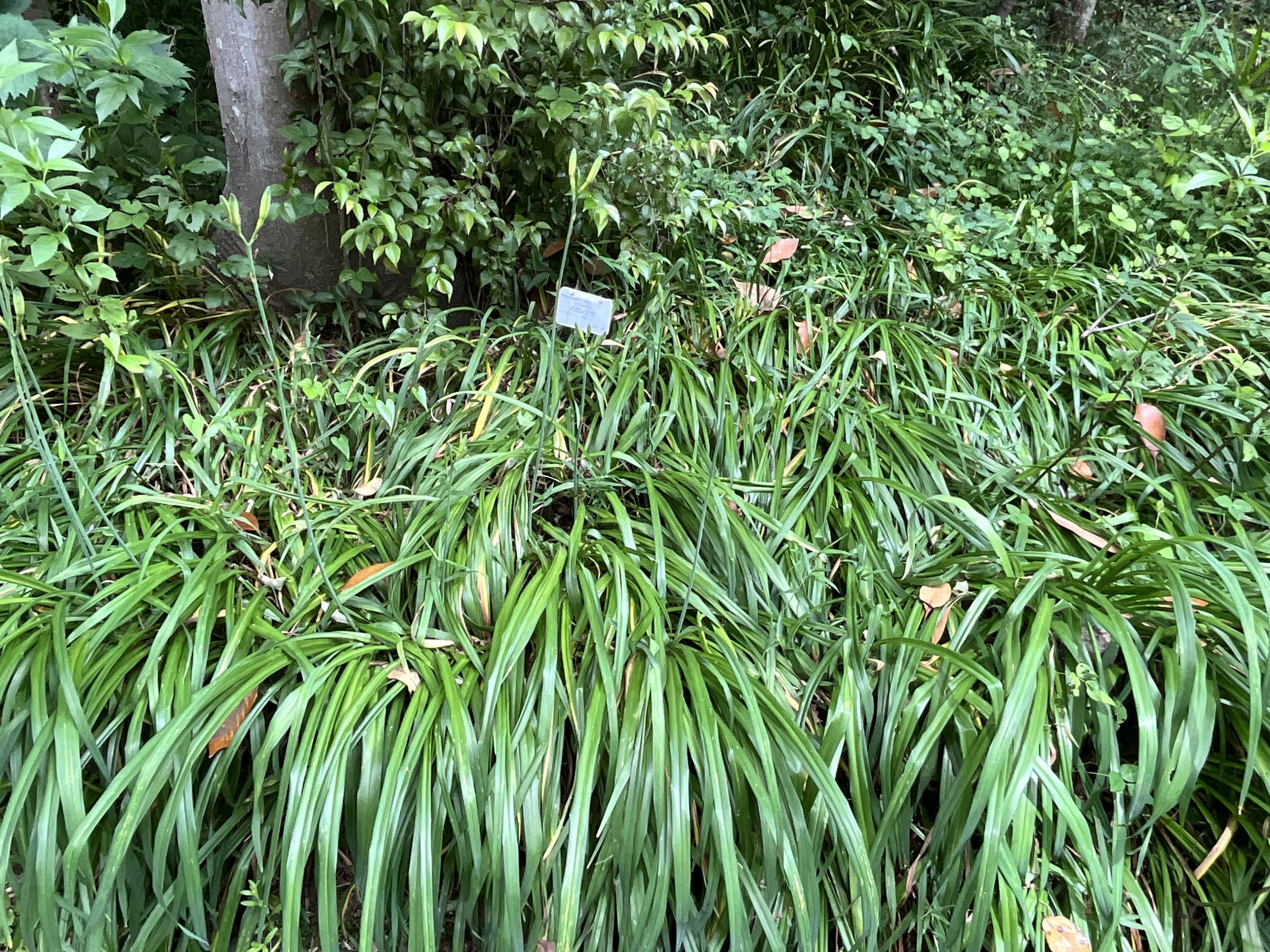 ノカンゾウ（野萱草）（京都府立植物園）：2026年5月31日（日）｜藤井