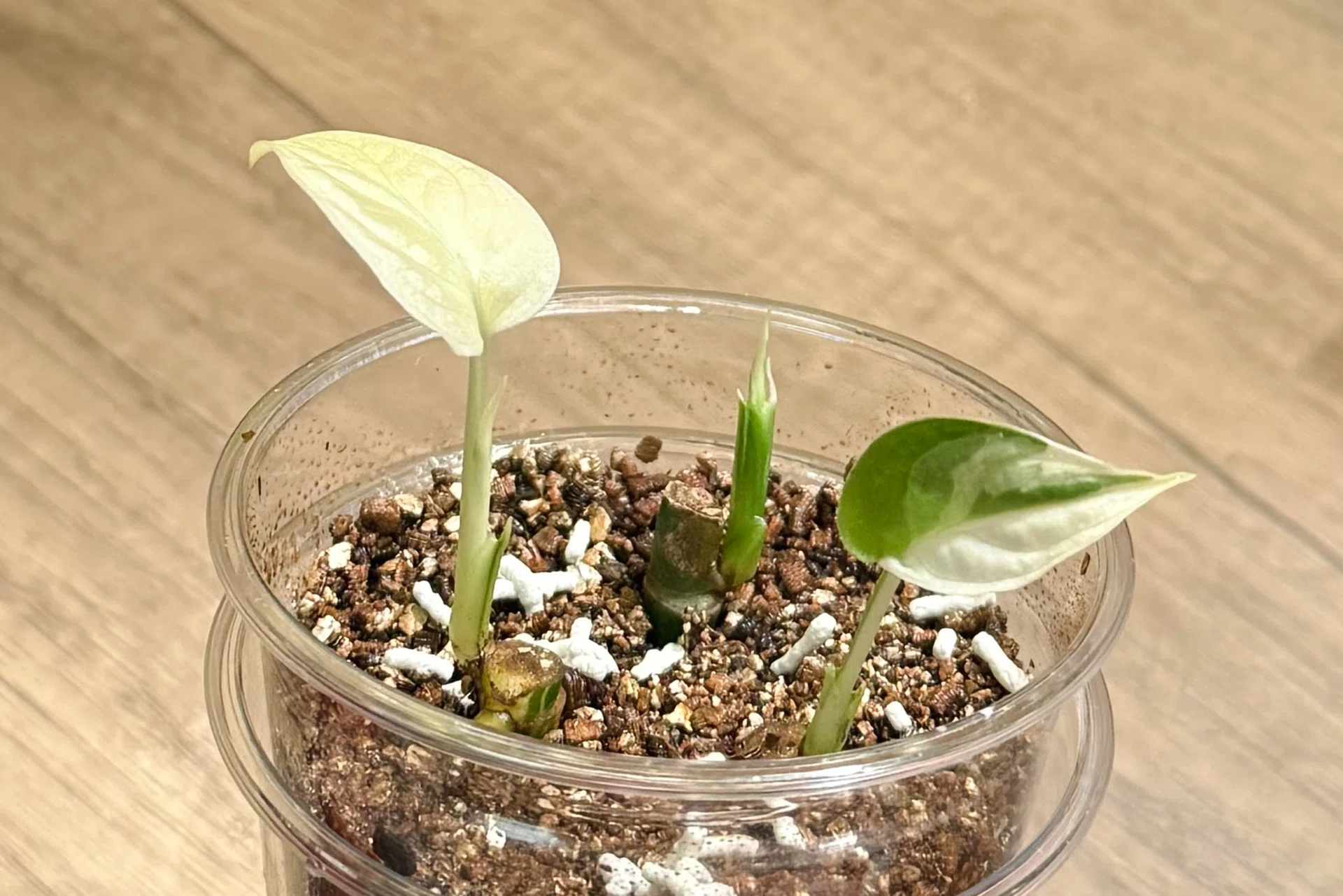 モンステラの茎伏せ。｜スゥ