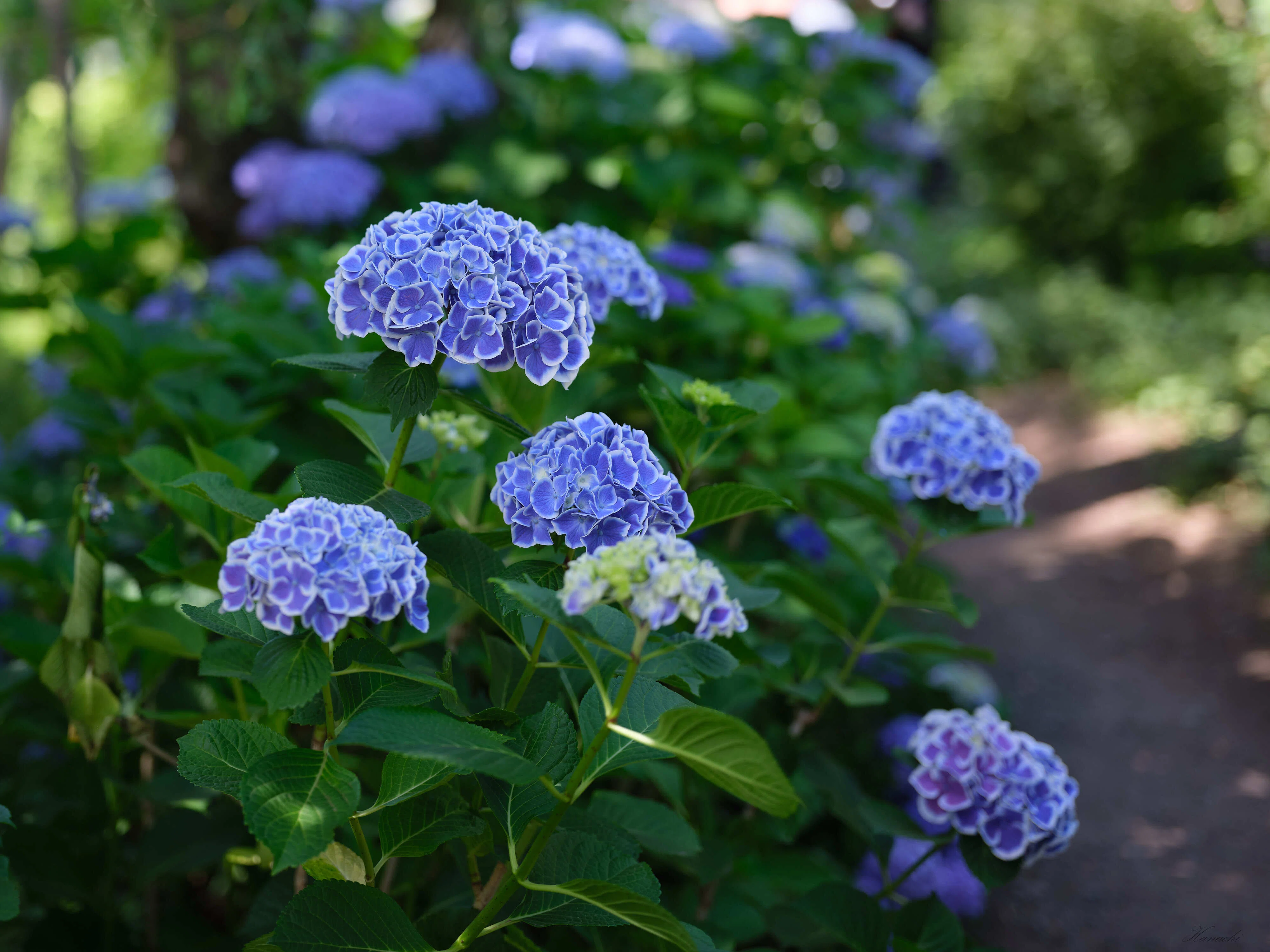 梅雨前の紫陽花 - α7VとGFX100S IIで撮る｜はなち みつき
