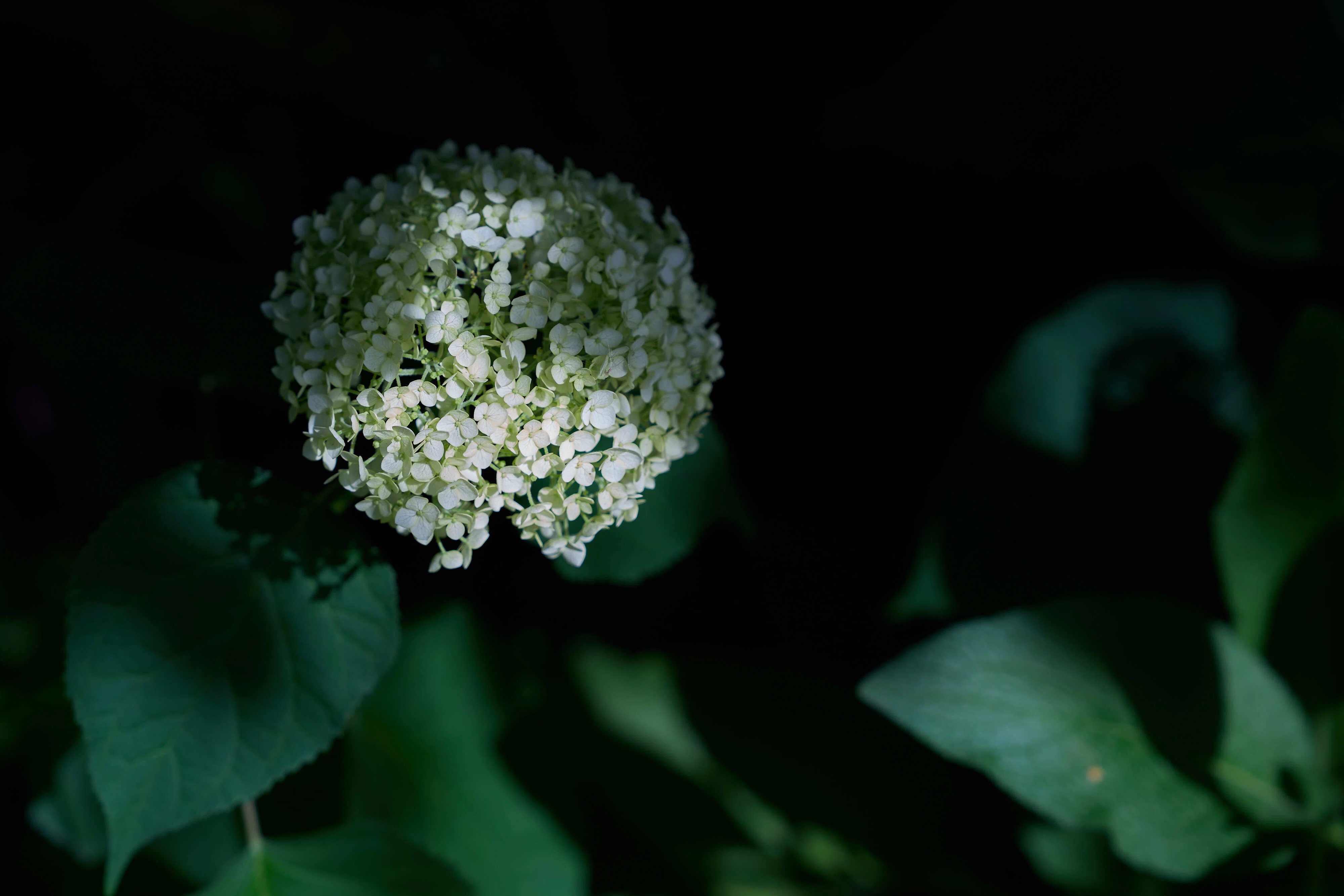 梅雨前の紫陽花 - α7VとGFX100S IIで撮る｜はなち みつき