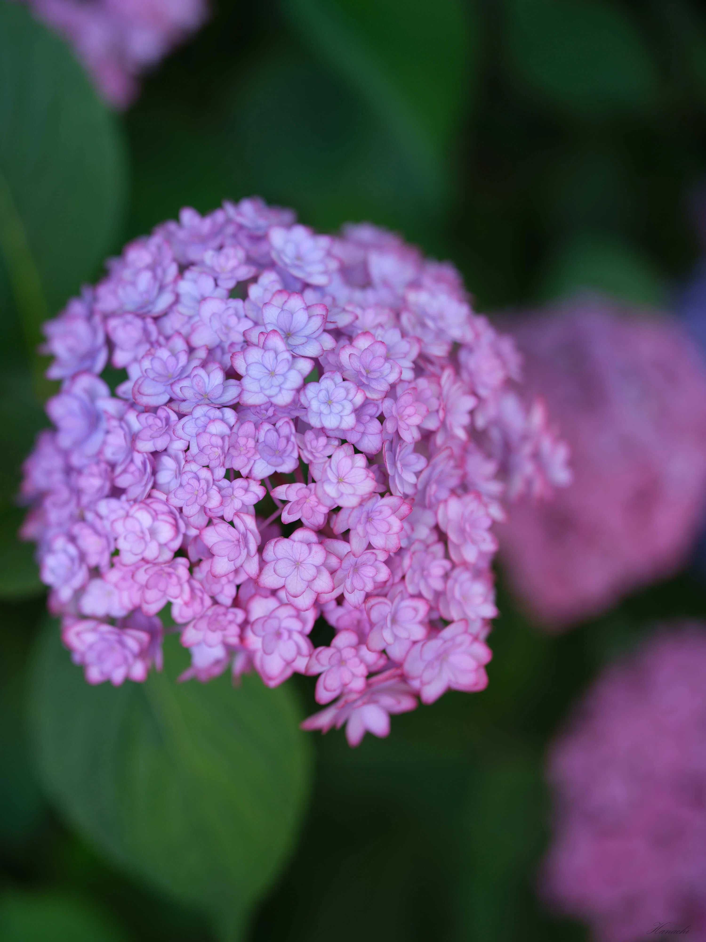 梅雨前の紫陽花 - α7VとGFX100S IIで撮る｜はなち みつき