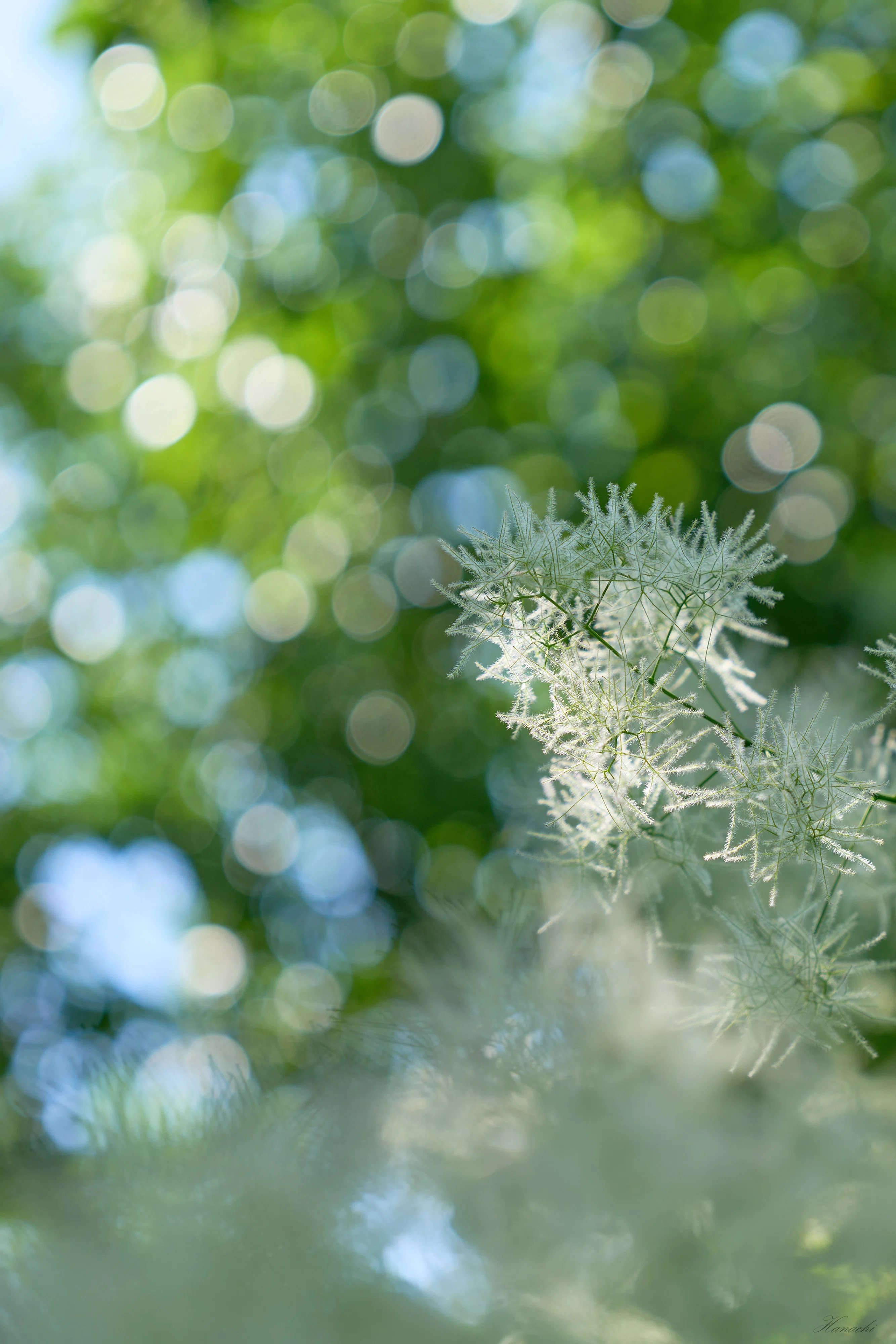 梅雨前の紫陽花 - α7VとGFX100S IIで撮る｜はなち みつき