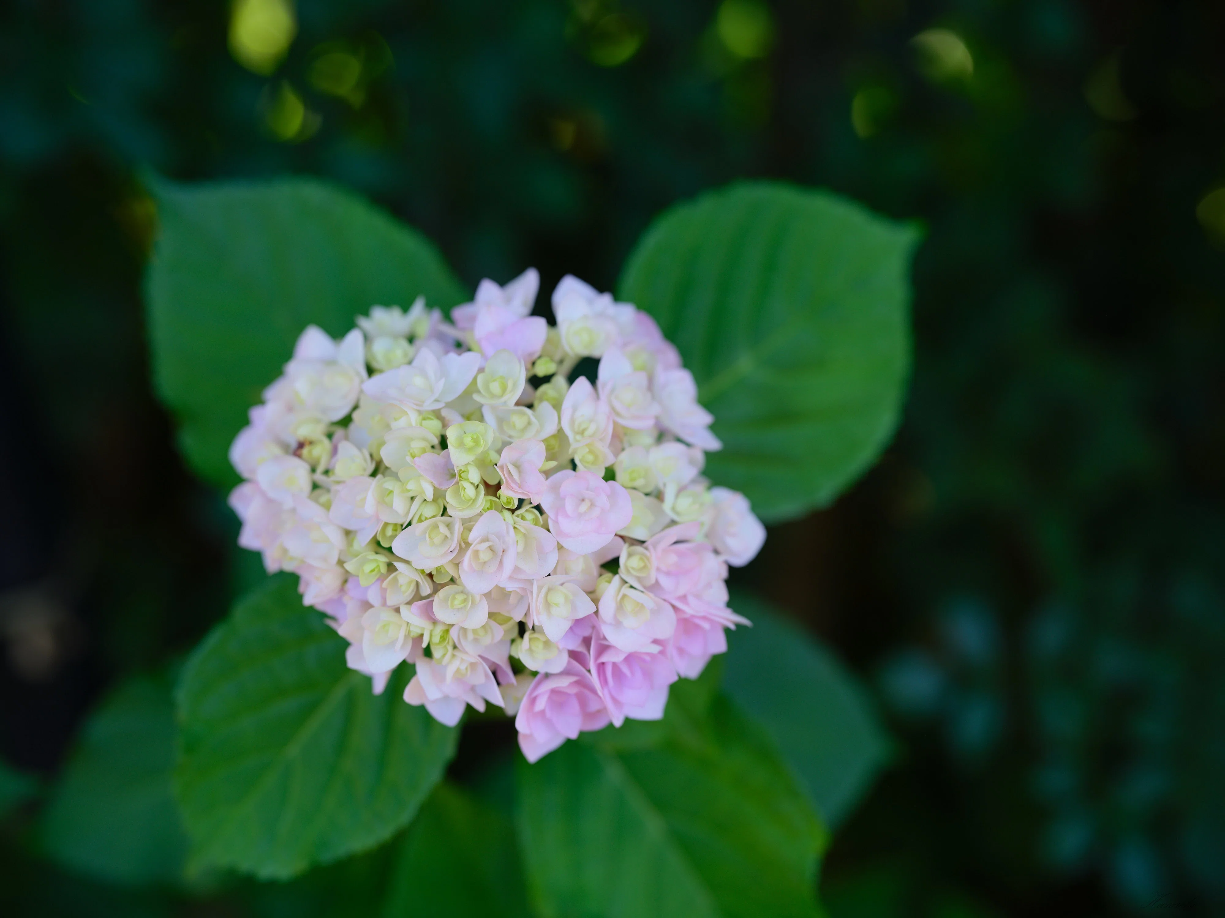 紫陽花 梅雨前の紫陽花 - α7VとGFX100S IIで撮る｜はなち みつき