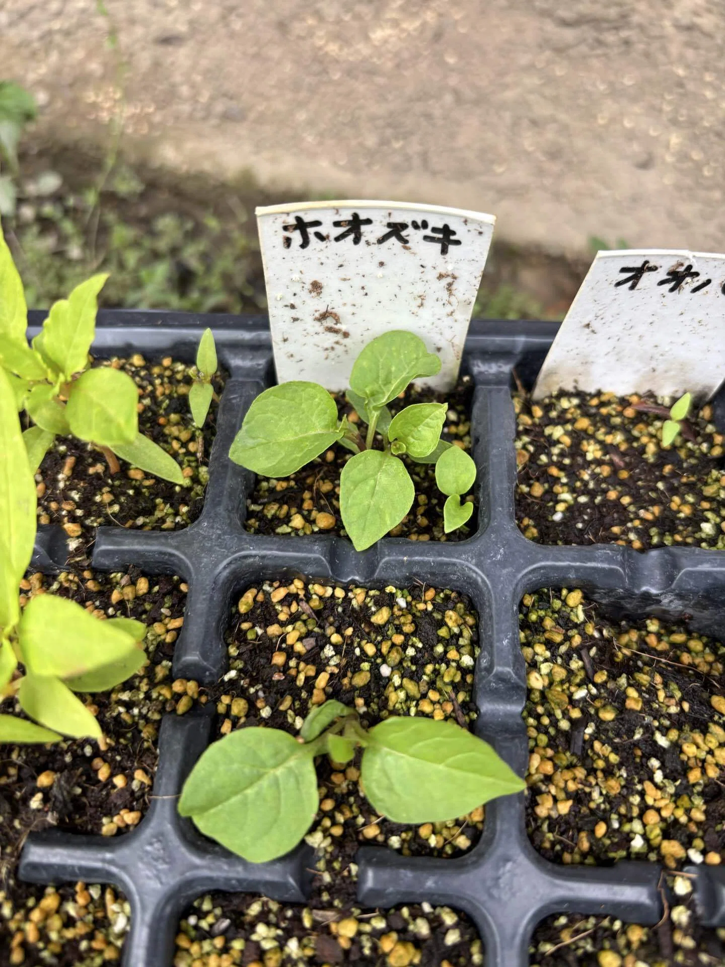 ホオヅキ〜苗を植え替え〜｜ズボラ家族の園芸日記＊himawari＊