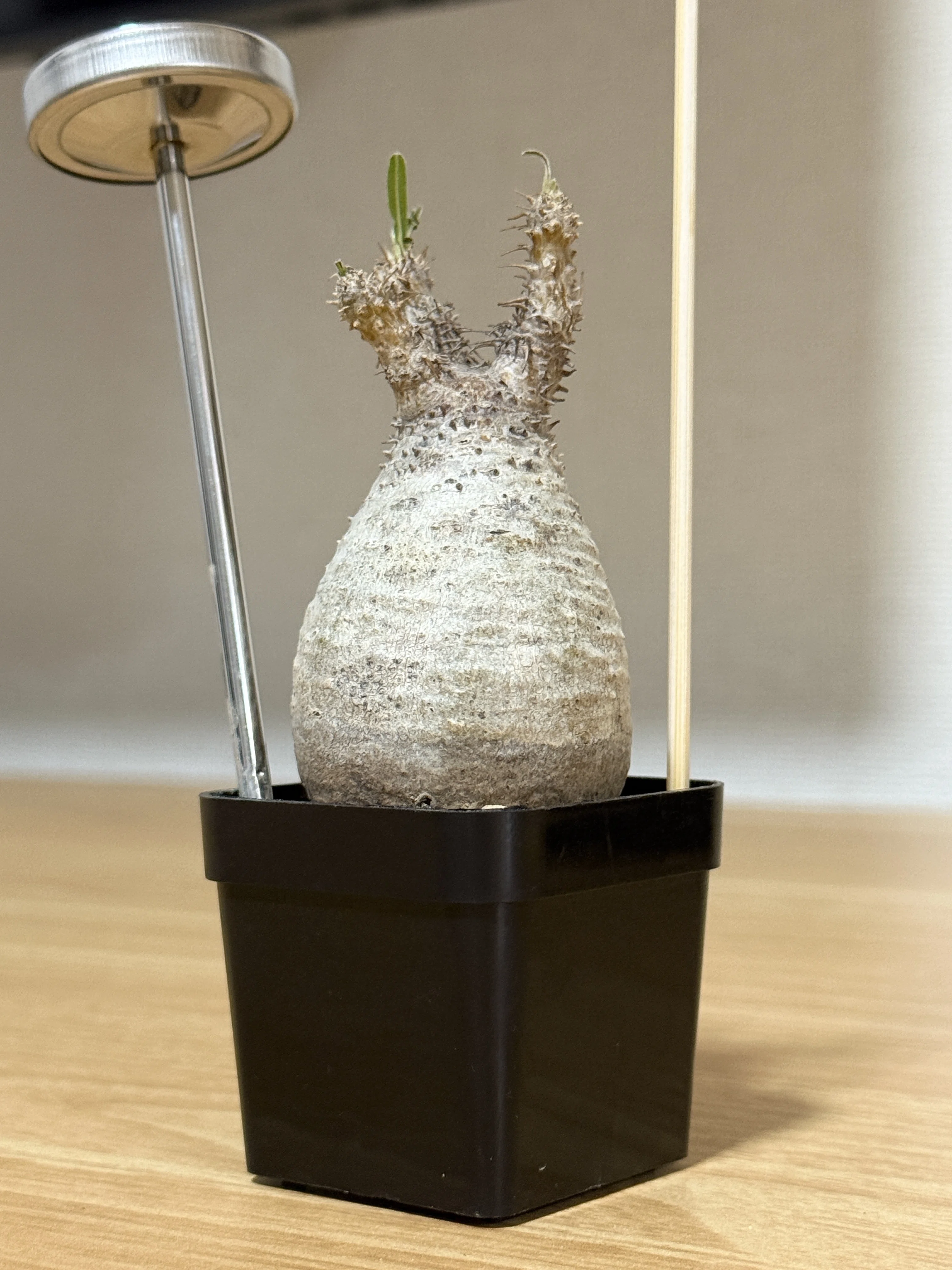 家に植物あったら良くない？」から始まった、パキポディウム