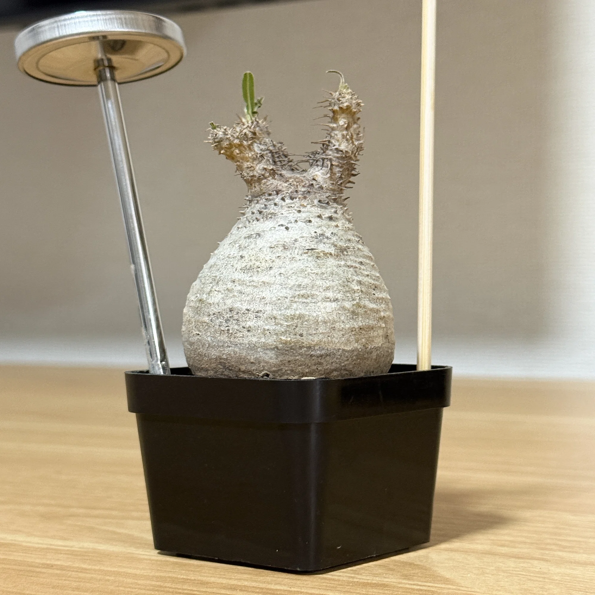 家に植物あったら良くない？」から始まった、パキポディウム 
