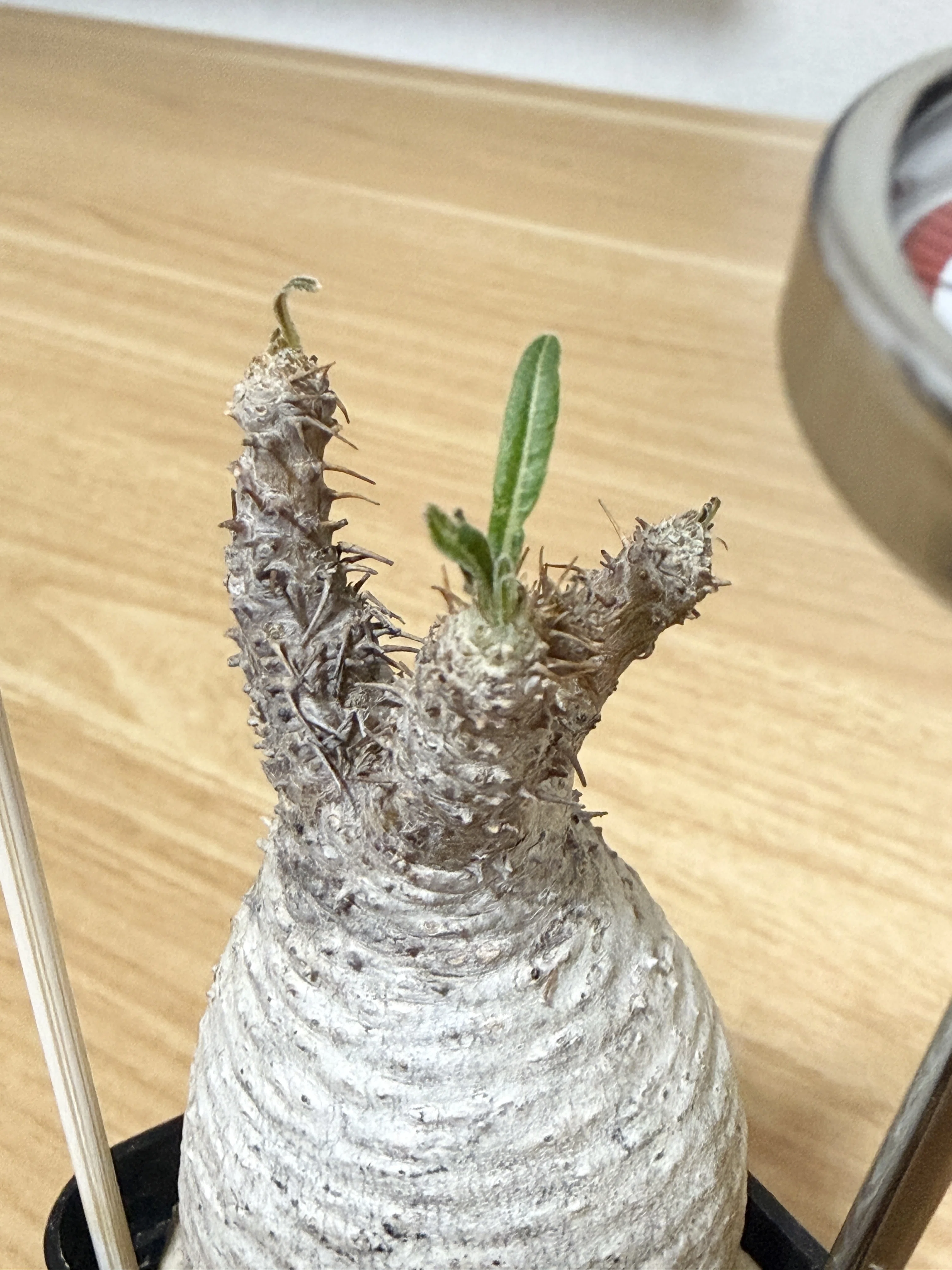 家に植物あったら良くない？」から始まった、パキポディウム