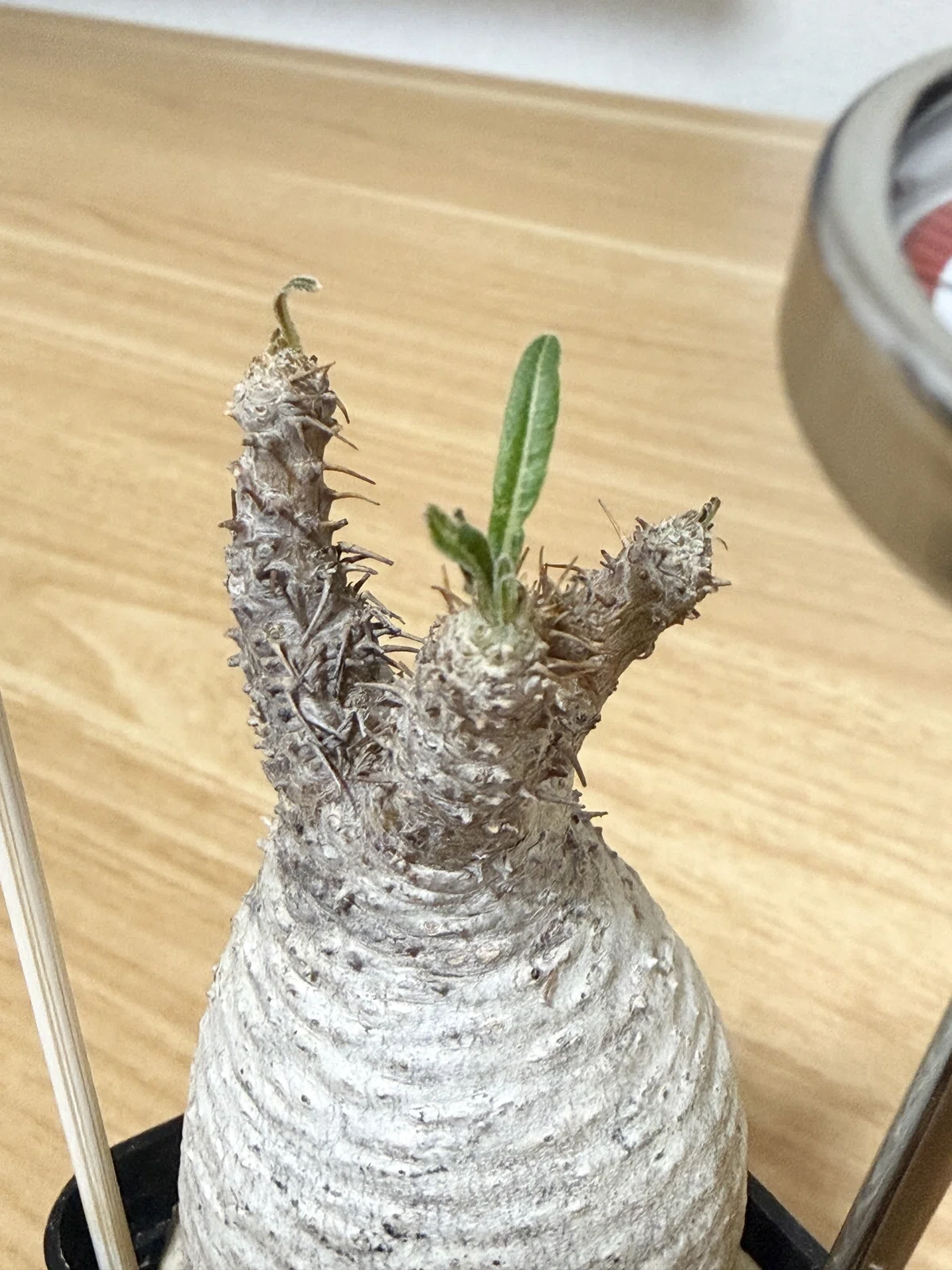 家に植物あったら良くない？」から始まった、パキポディウム 