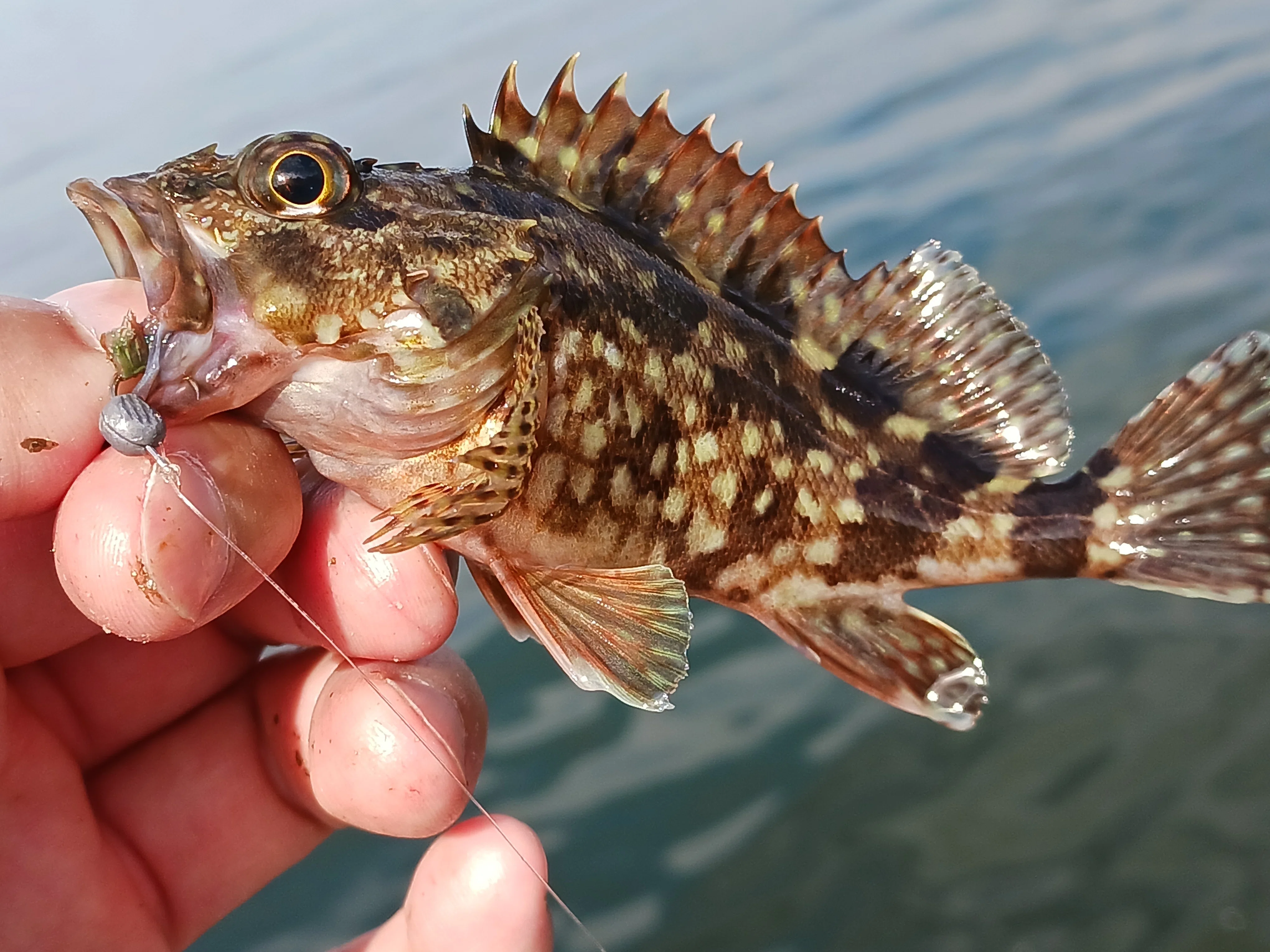 静岡市清水港でヘチ釣り クロダイ狙いの筈が… カサゴ・ベラの猛攻に