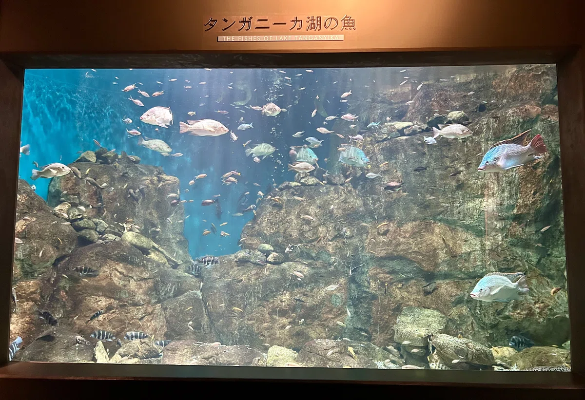 タンガニーカ湖の水槽の写真